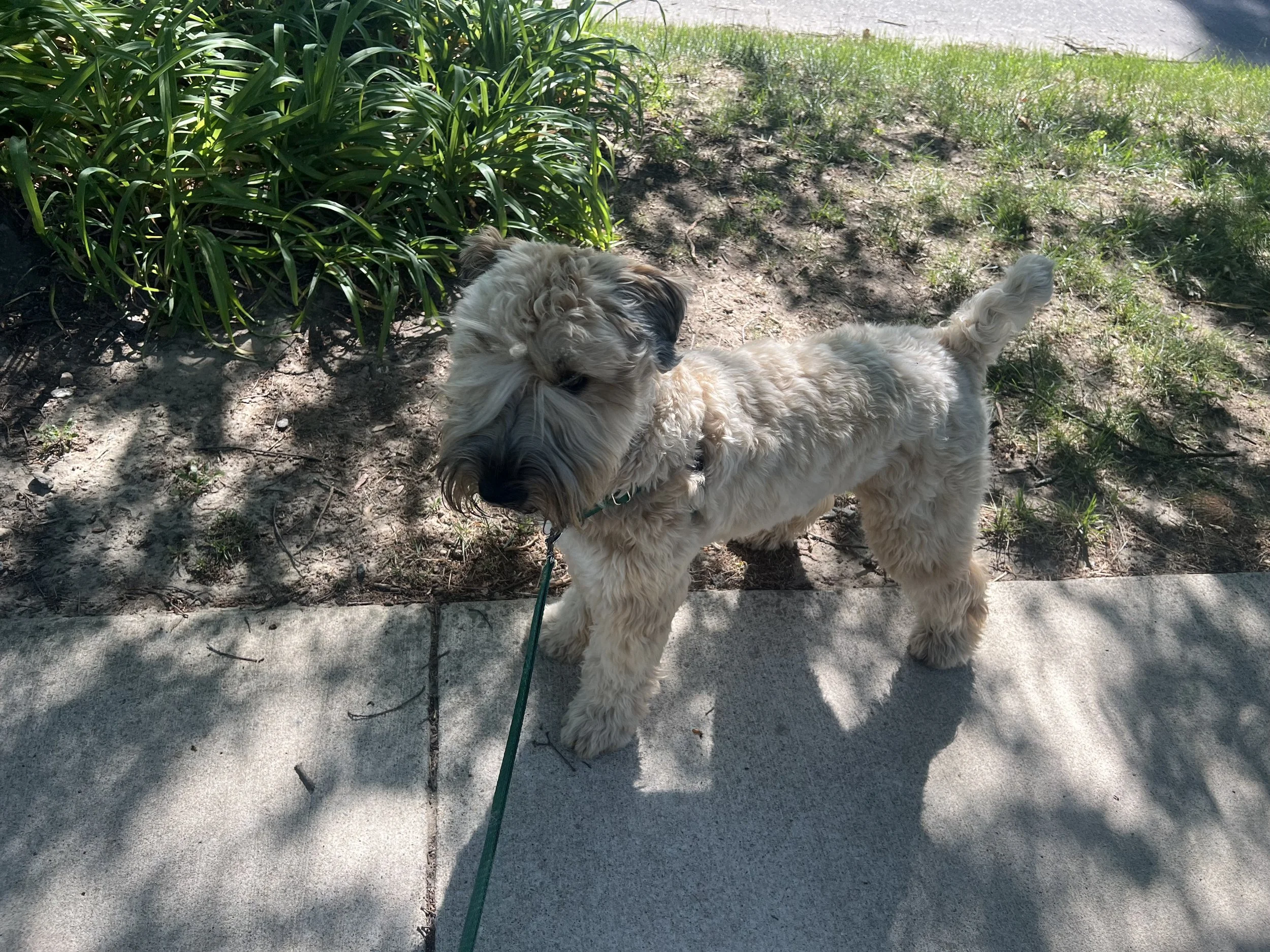 Rigel pup.jpeg