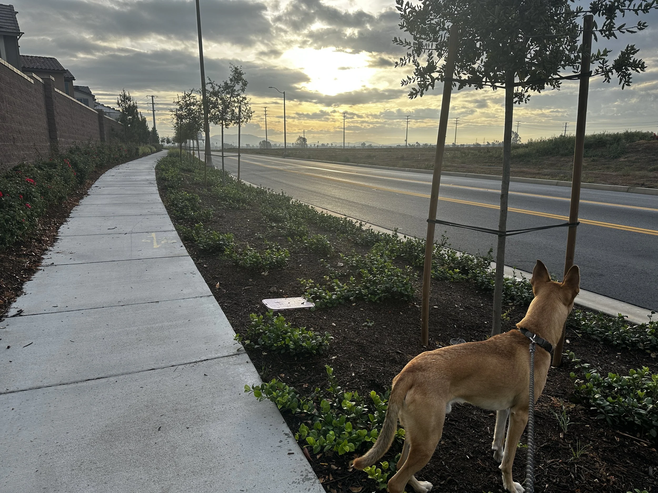 Dog on a leash looking toward the street during sunset, with young trees supported by stakes, a sidewalk, and a road with power lines in the background.