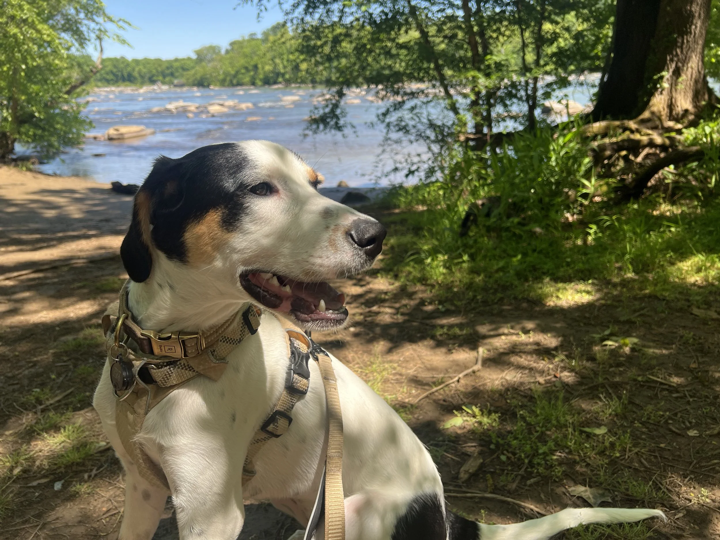 Pony Pasture 9.jpeg