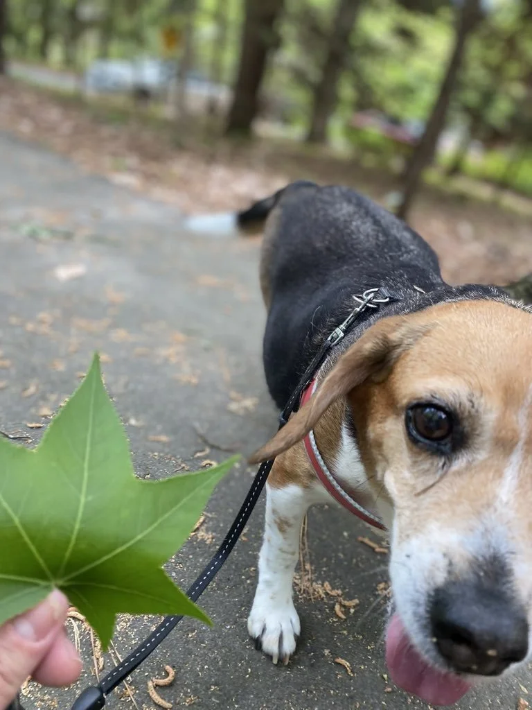 riley leaf.jpeg