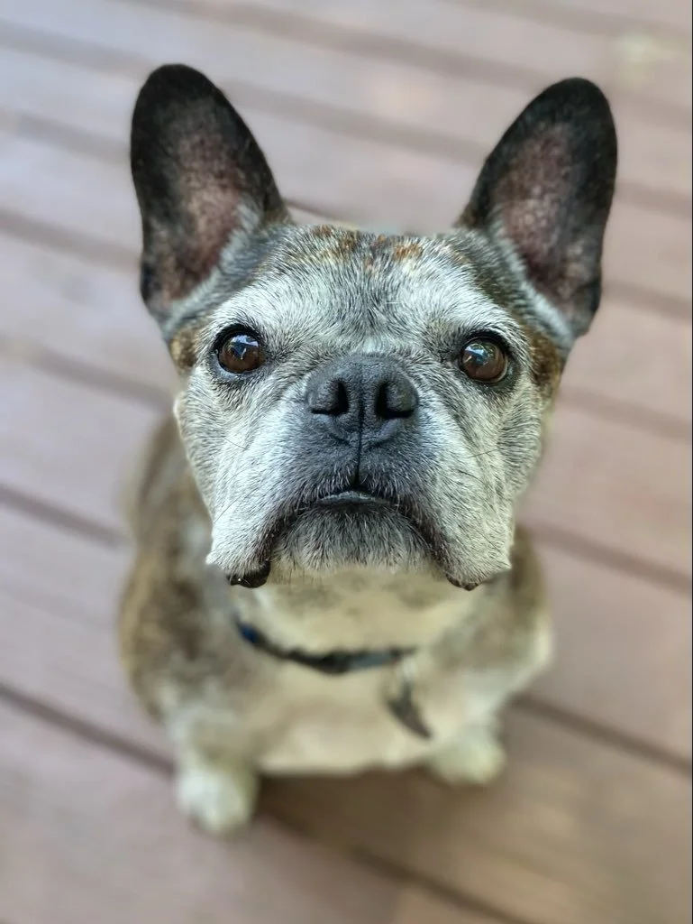Gizmo.jpeg