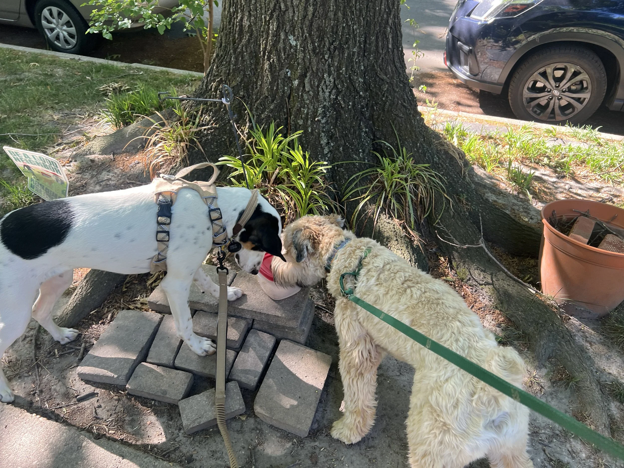 rigel and q sniffs.jpeg