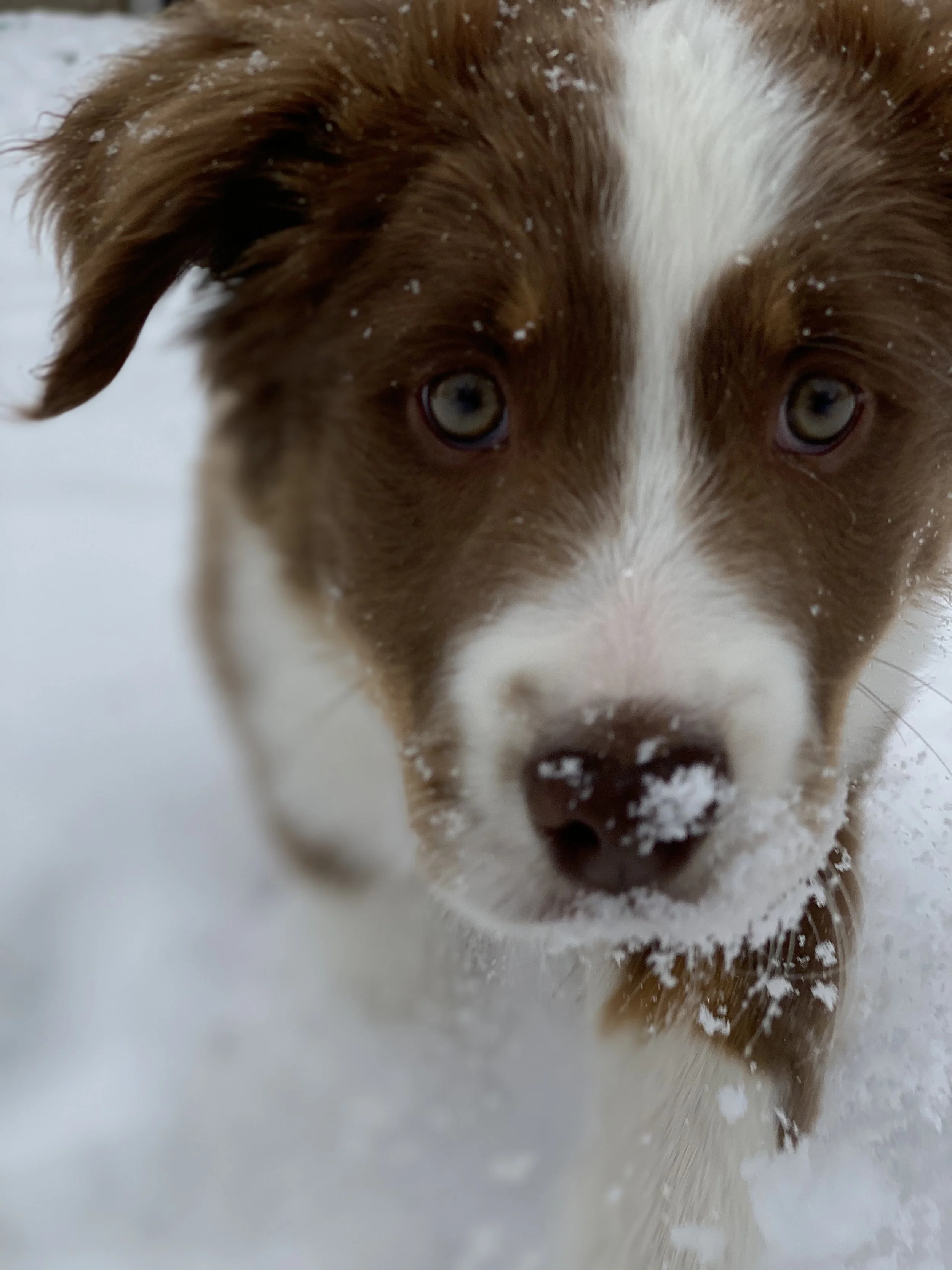 Close-up of a brown and white puppy with snow on its face, walking in the snow.