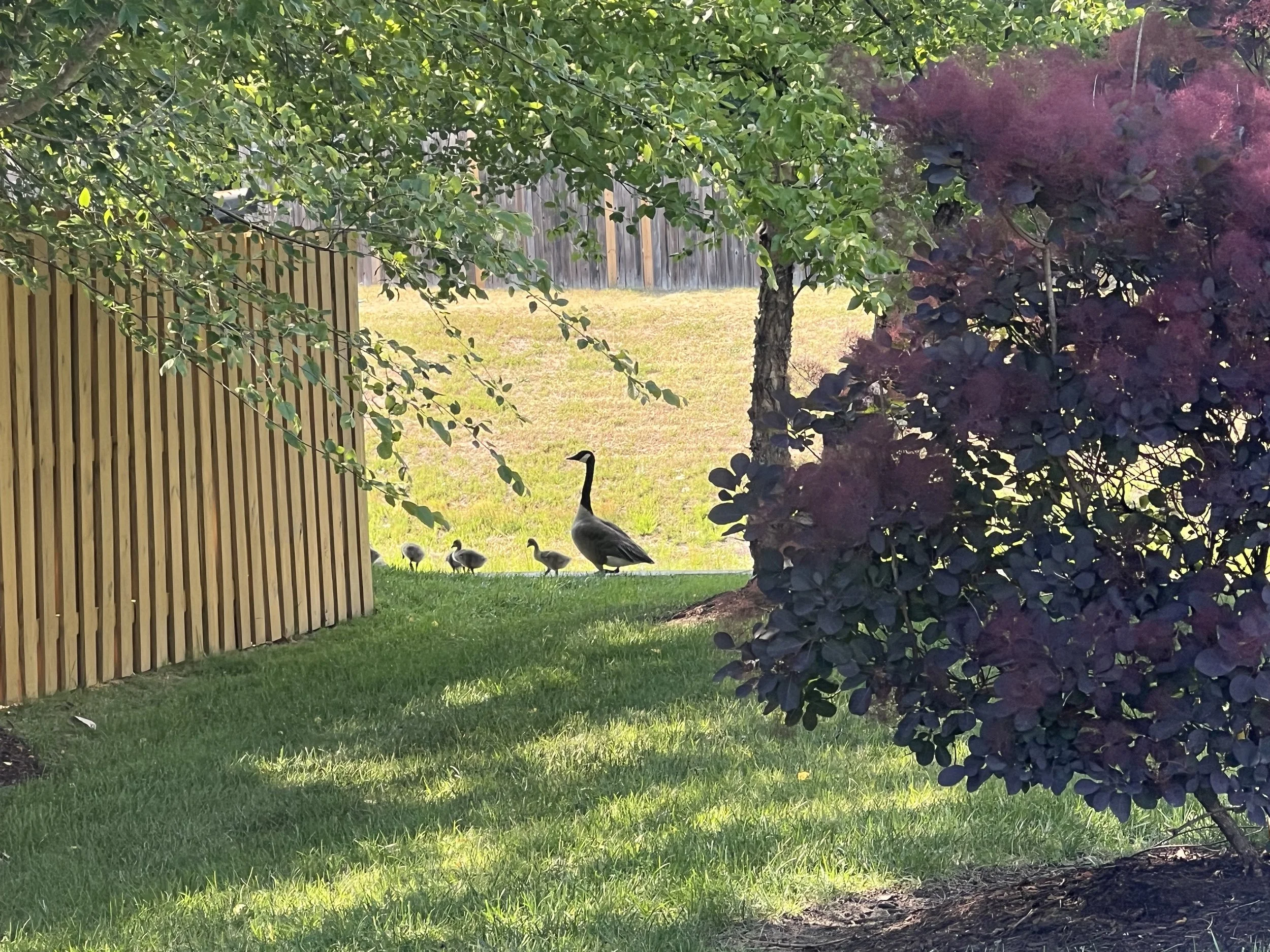 duck and baby duck2.jpeg