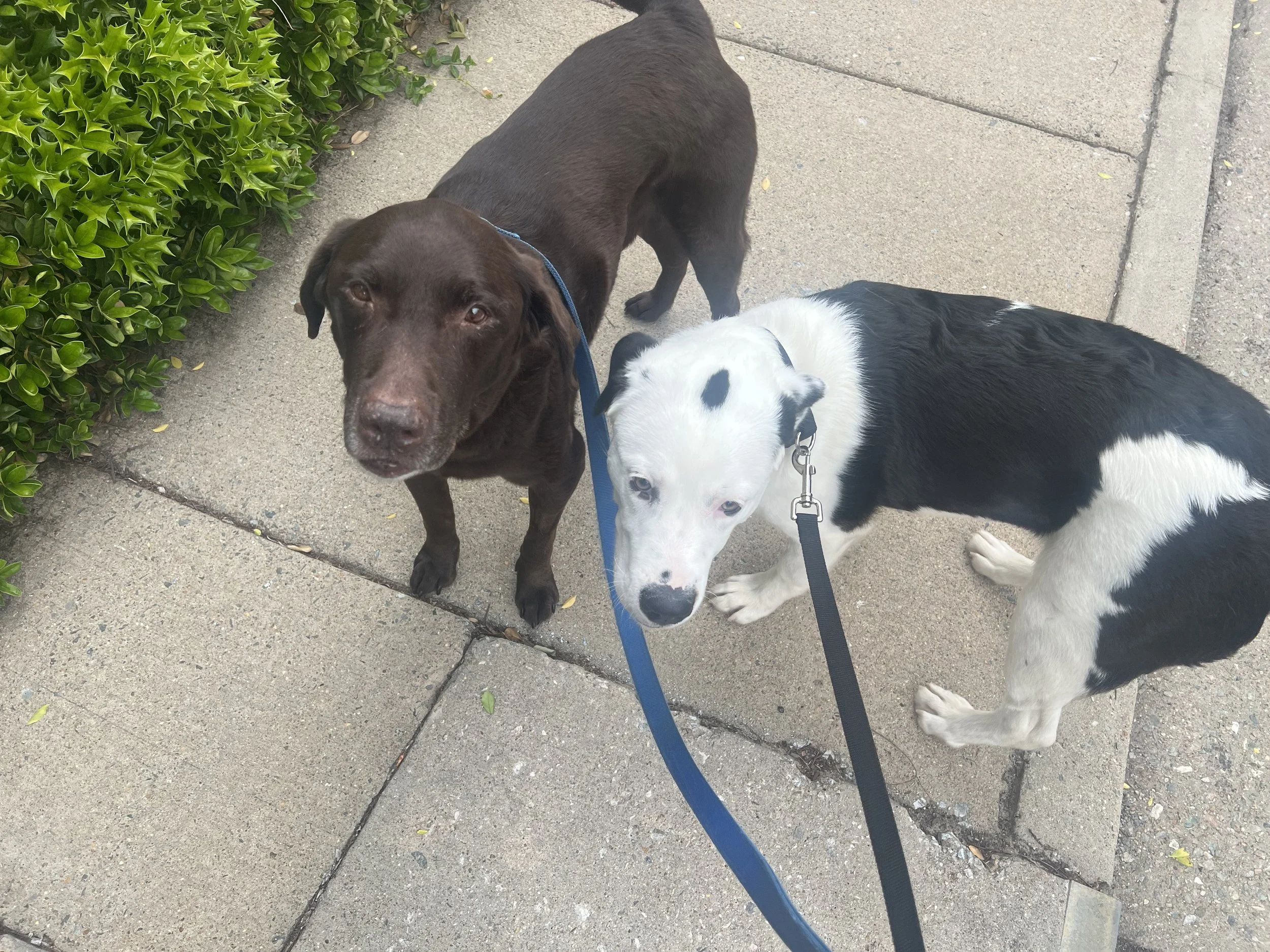 Sully and Max1.jpeg