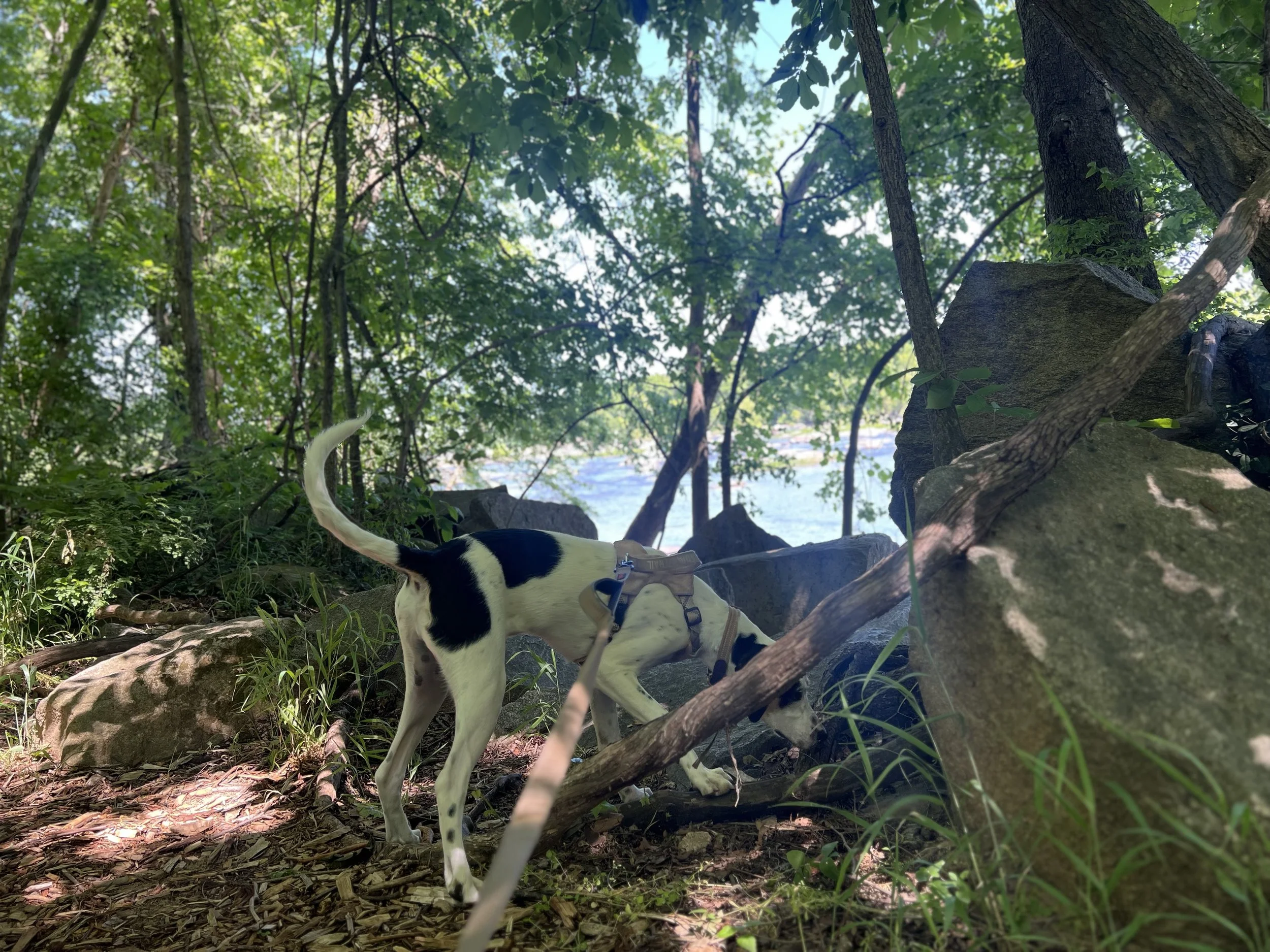 Pony Pasture 2.jpeg