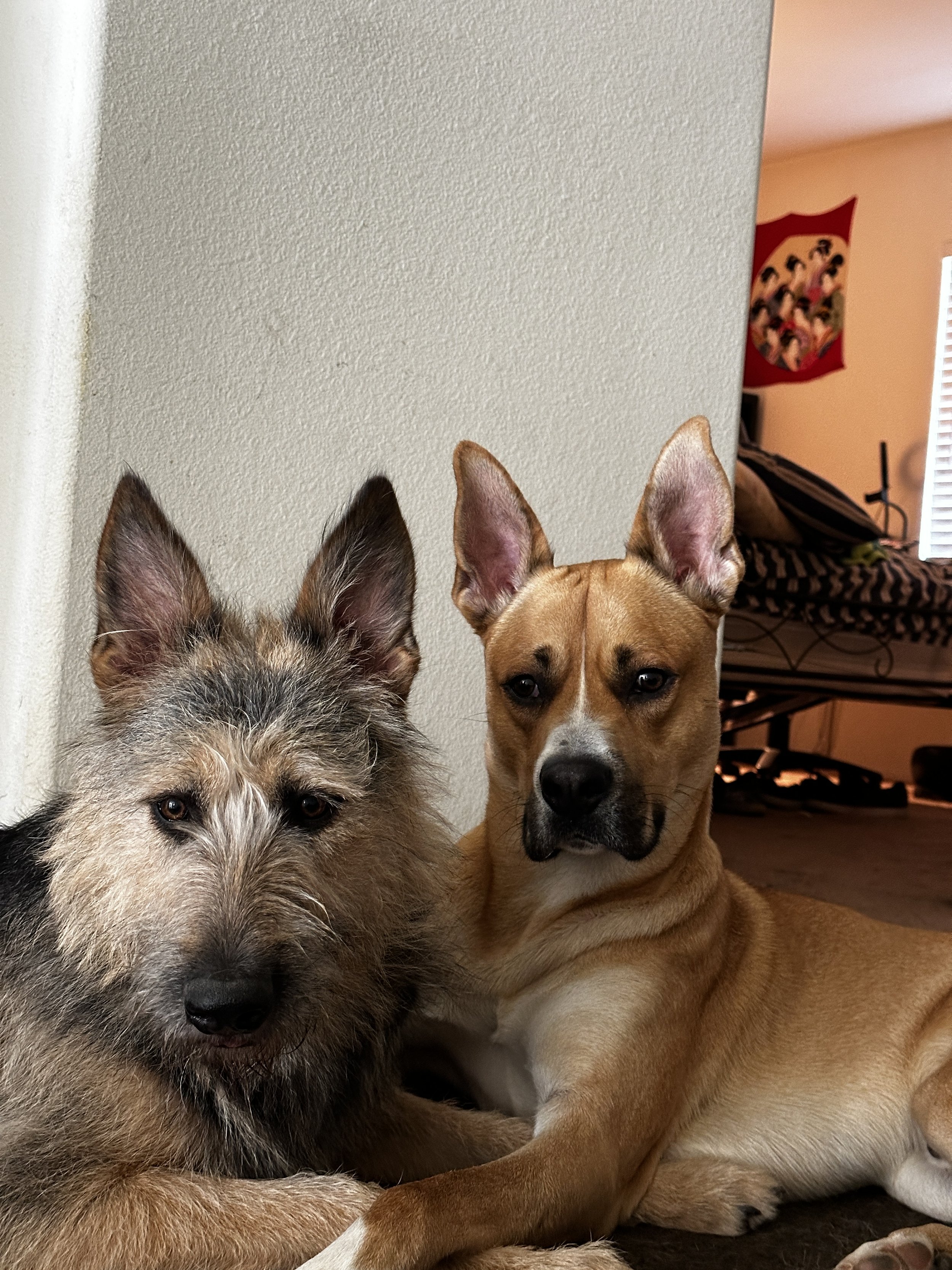 Two dogs lying on the floor indoors, one with a wiry gray and black coat and the other with a tan coat and white markings, sitting near a beige wall.