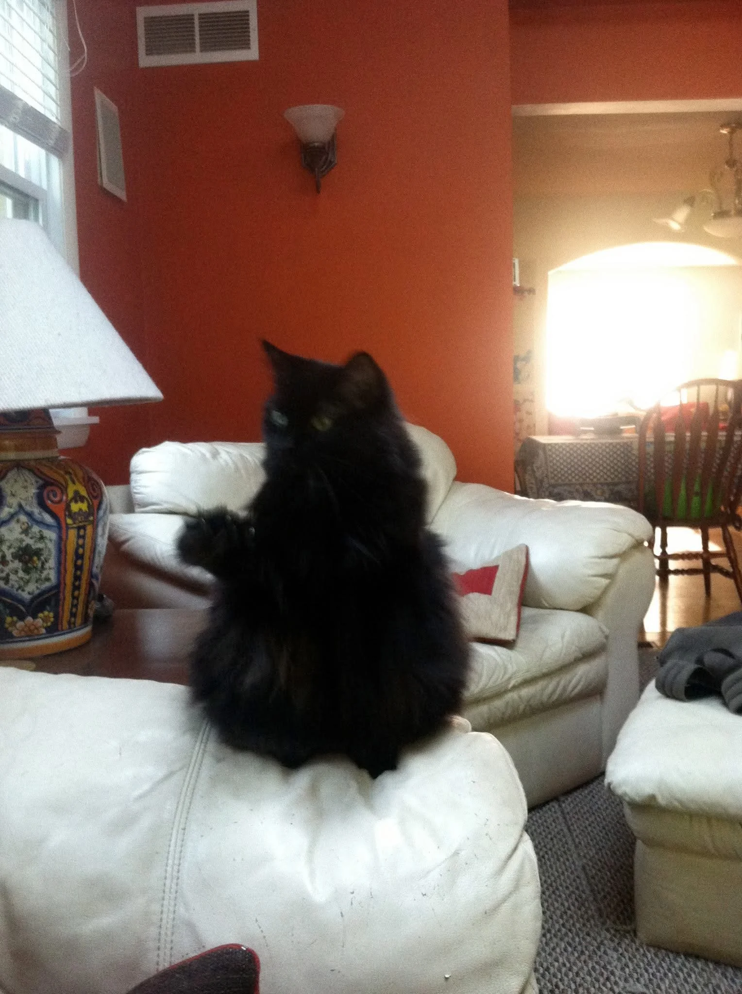 A black long-haired cat sitting on a white ottoman in a cozy living room with an orange wall, a lamp, and a colorful decorative bowl on a side table. In the background, there is a dining area with a table, chairs, and a bright window.