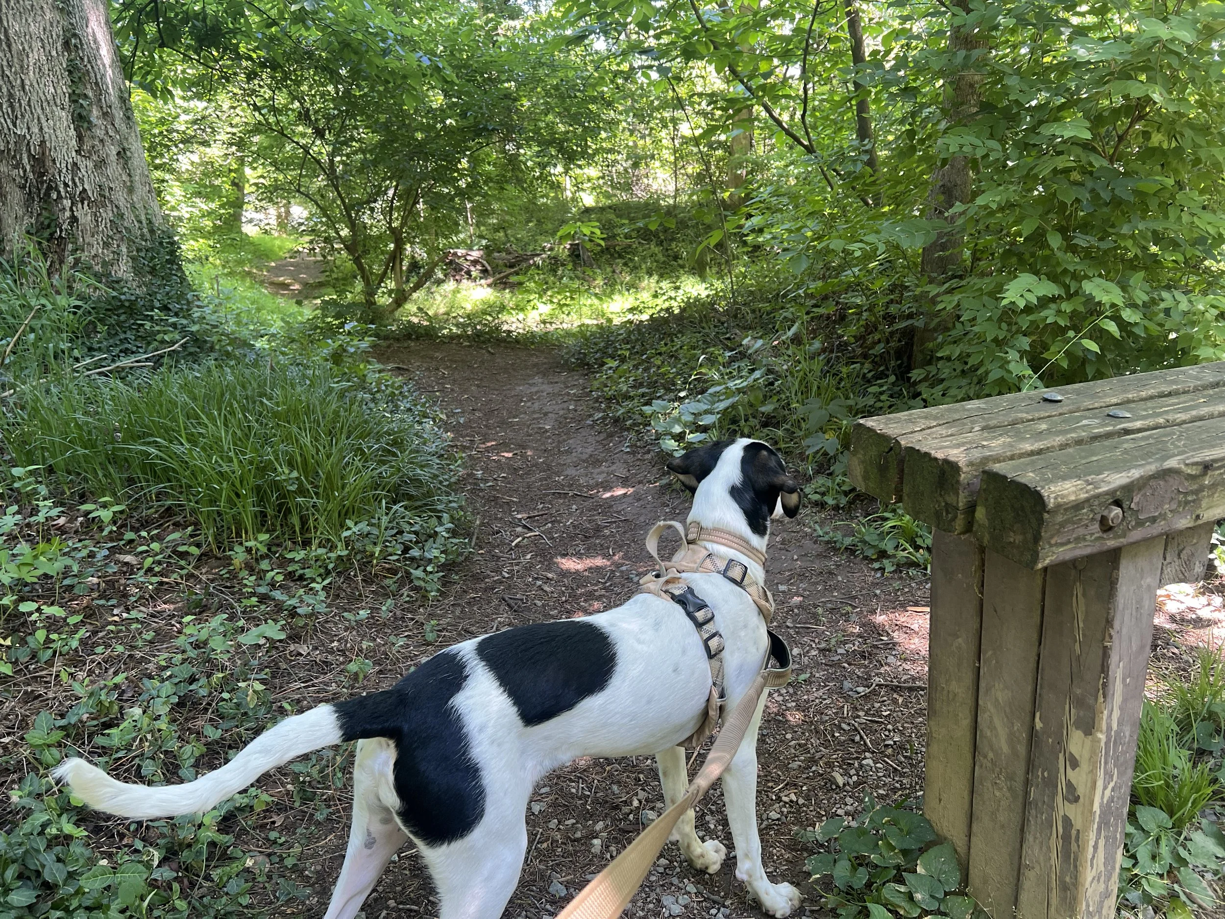 Pony Pasture 7.jpeg