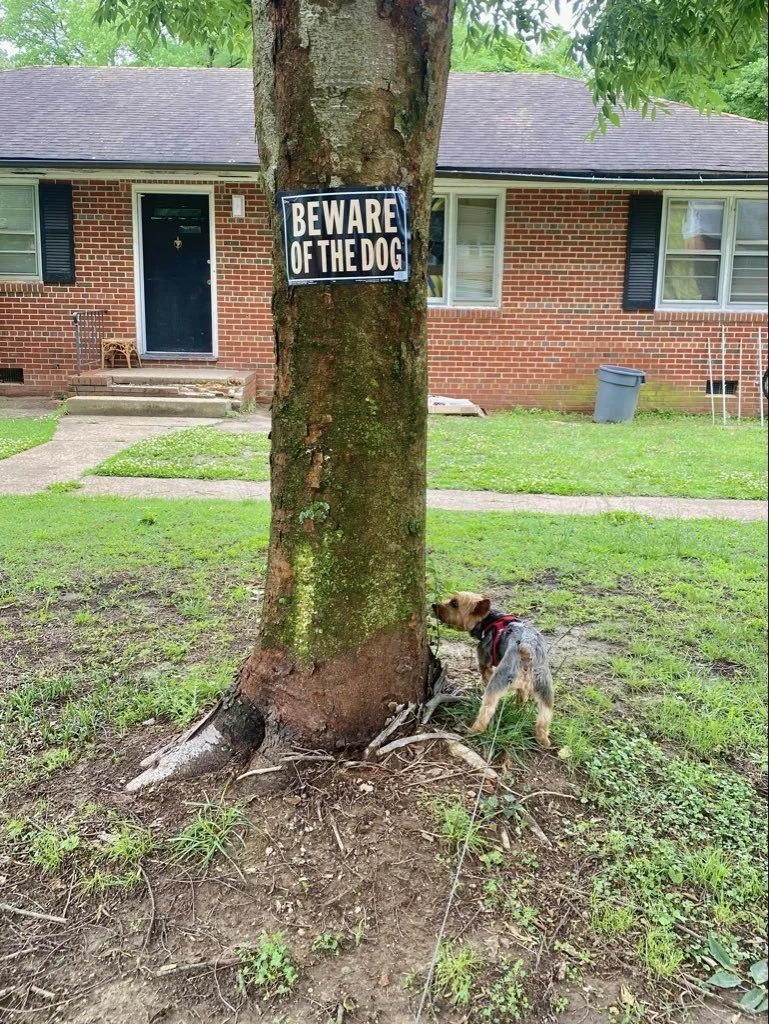 beware the dog.jpeg