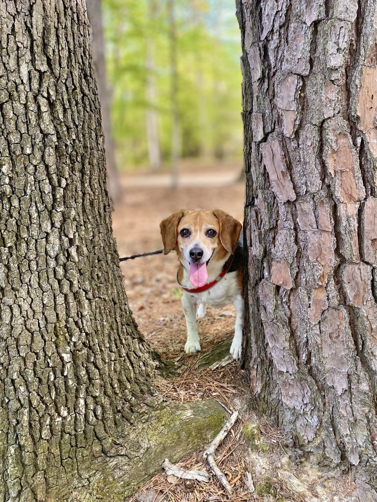riley tree.jpeg
