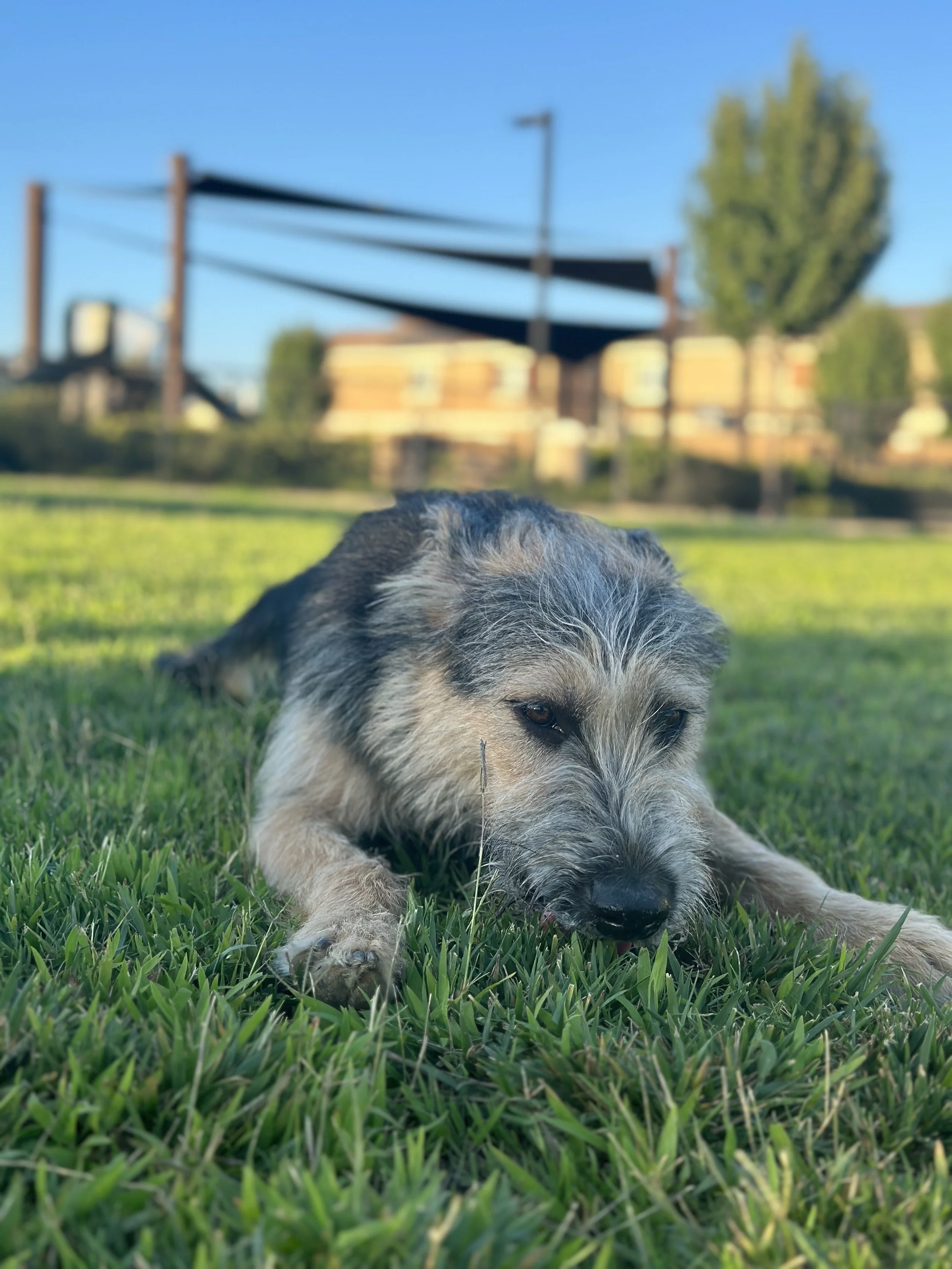 A dog lying on green grass with a blurred outdoor background of a building, trees, and a blue sky.