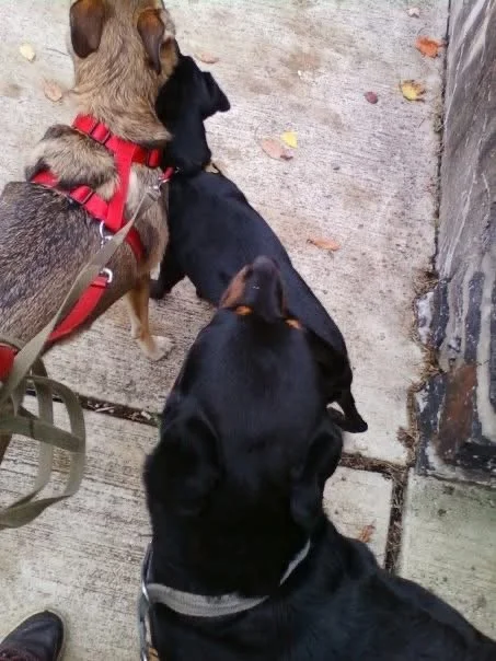 Three dogs on a concrete sidewalk, one with a red harness, all looking in the same direction near a stone wall with fallen leaves around.