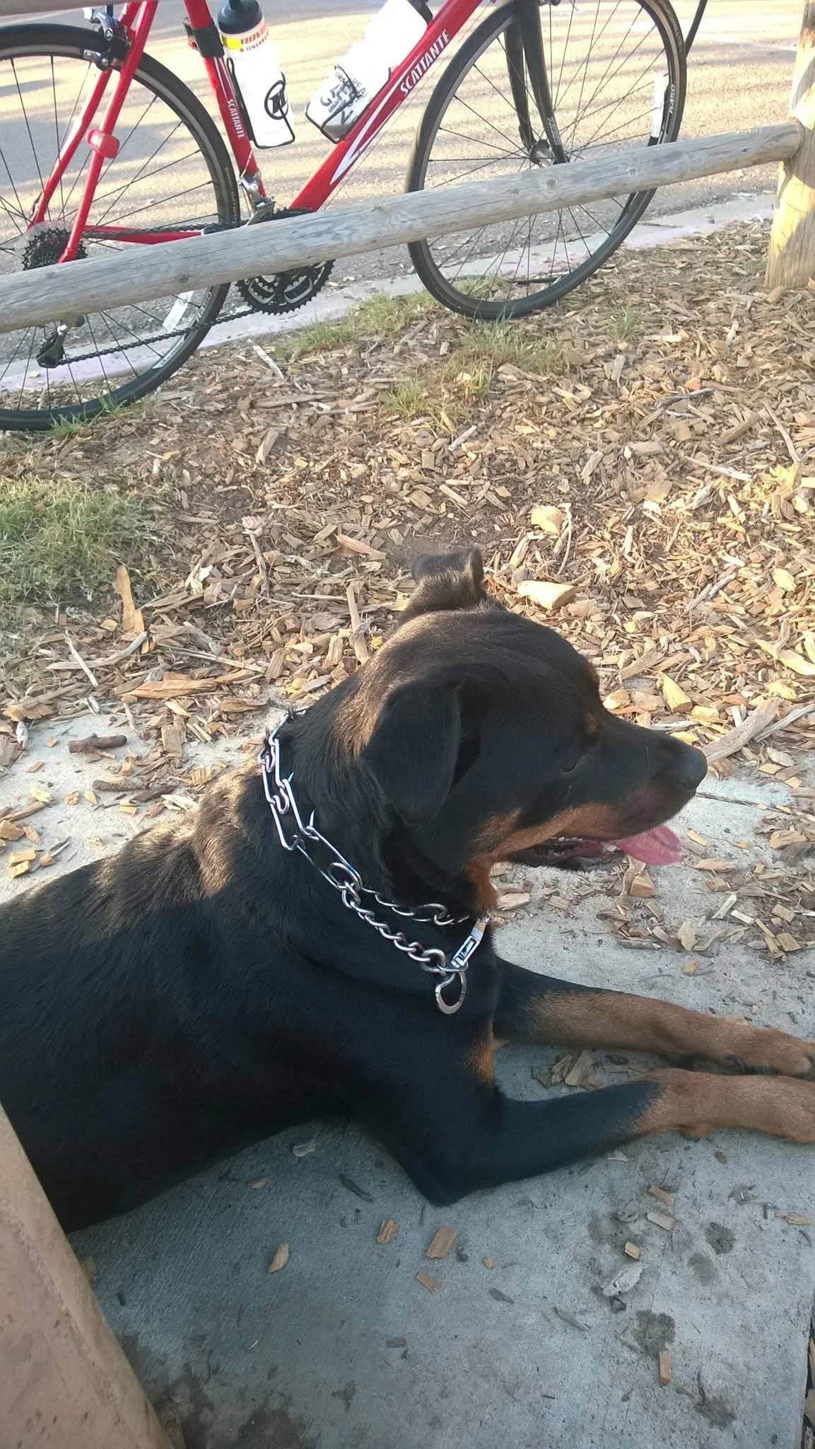 Black and tan Rottweiler dog lying on a concrete sidewalk with a metal chain collar, nearby mulch and grass, with a red bicycle secured to a wooden fence in the background.