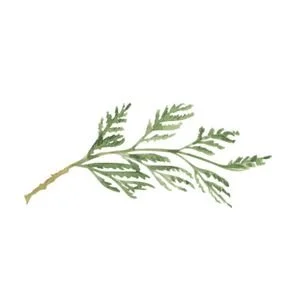 A green, leafy branch with small, needle-like leaves on a white background. Cedarsgreen B&B Logo.