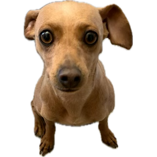 Close-up of a small brown dog with large, dark eyes and floppy ears.