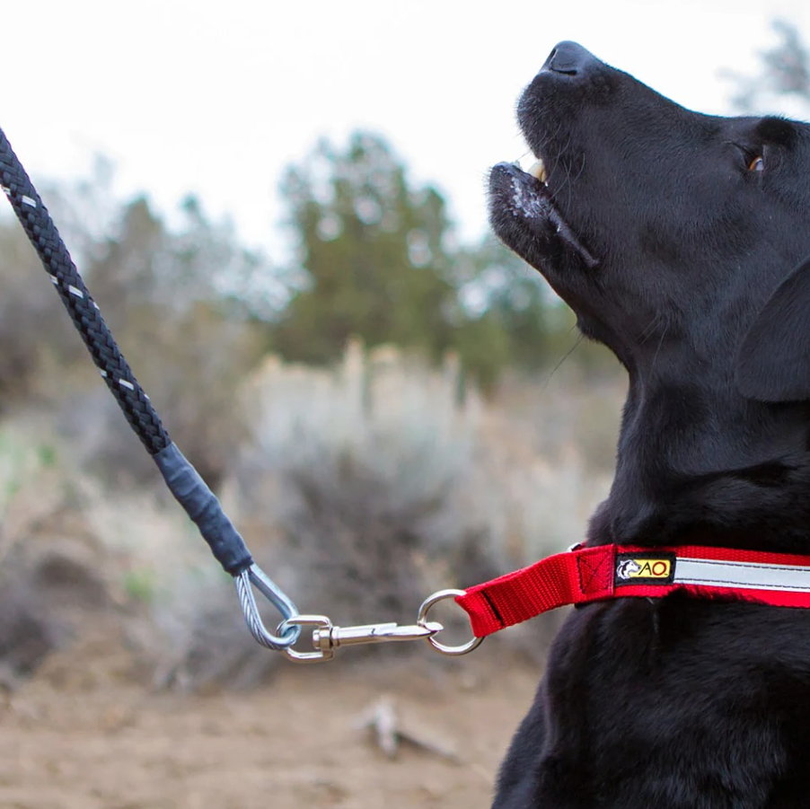 Close-up of a black dog wearing a red and gray harness attached to a leash outdoors, with blurred trees and desert landscape in the background.