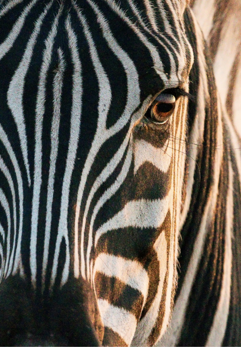 A close-up of a zebra's face showing one eye and its black and white stripes.