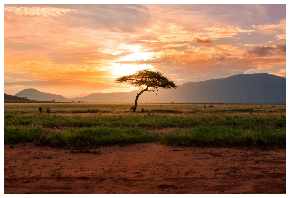 A wide landscape showing a grassy field with patches of dry ground, a single tree in the center, and distant mountains beneath a bright orange and red sunset sky.