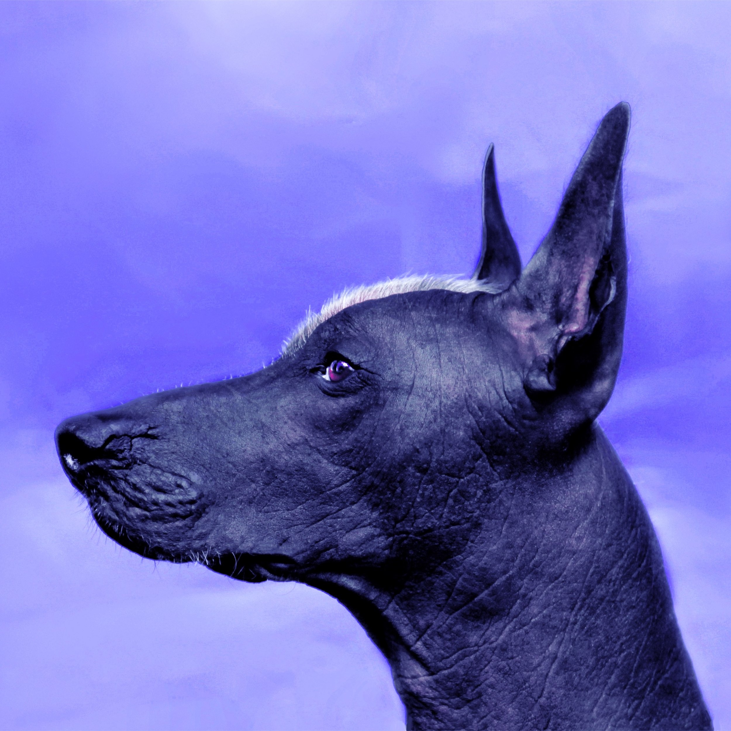 Uíchuri Sirr Instrumental Cover Art.jpeg (Copy)