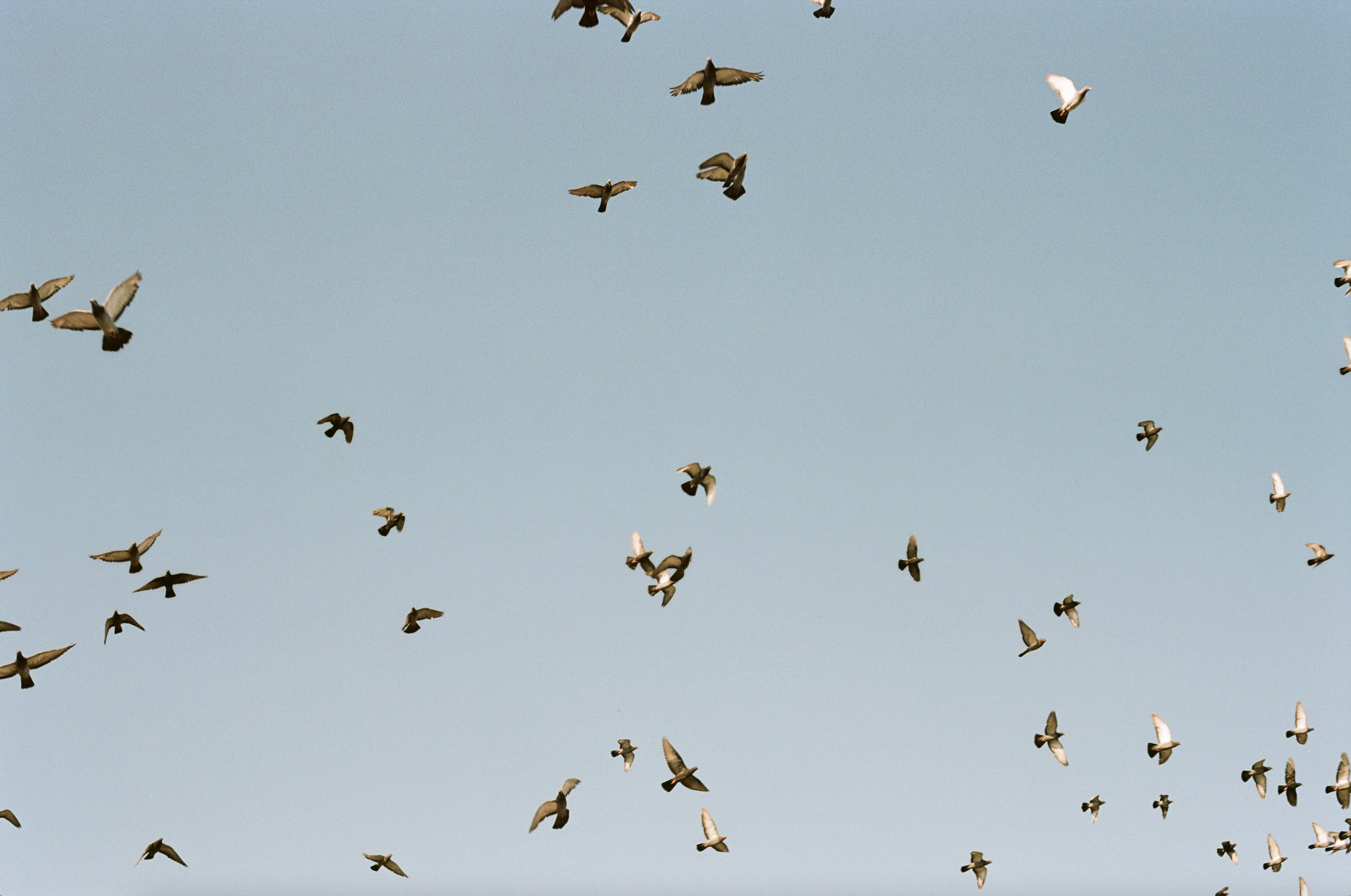 Copenhagen Birds