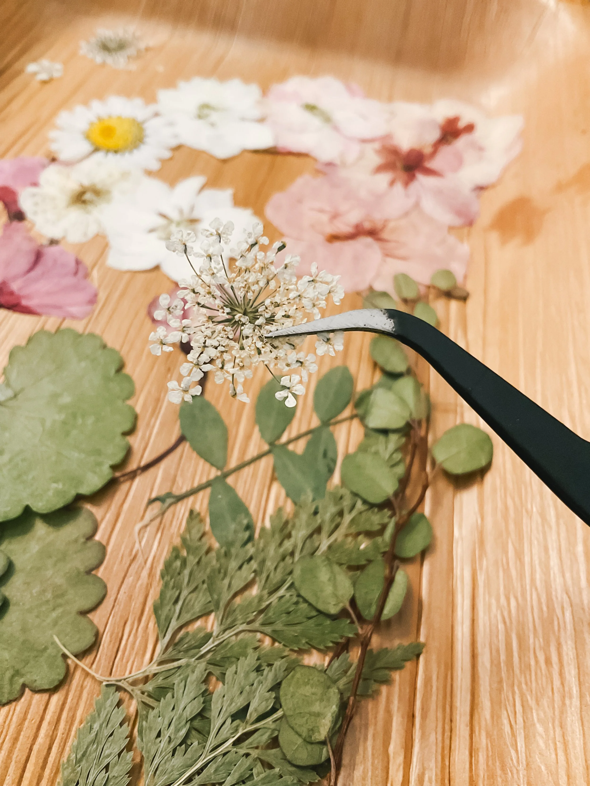 Various pressed flowers, leaves, and a flower stem on a wooden surface, with tweezers holding a cluster of small white flowers.