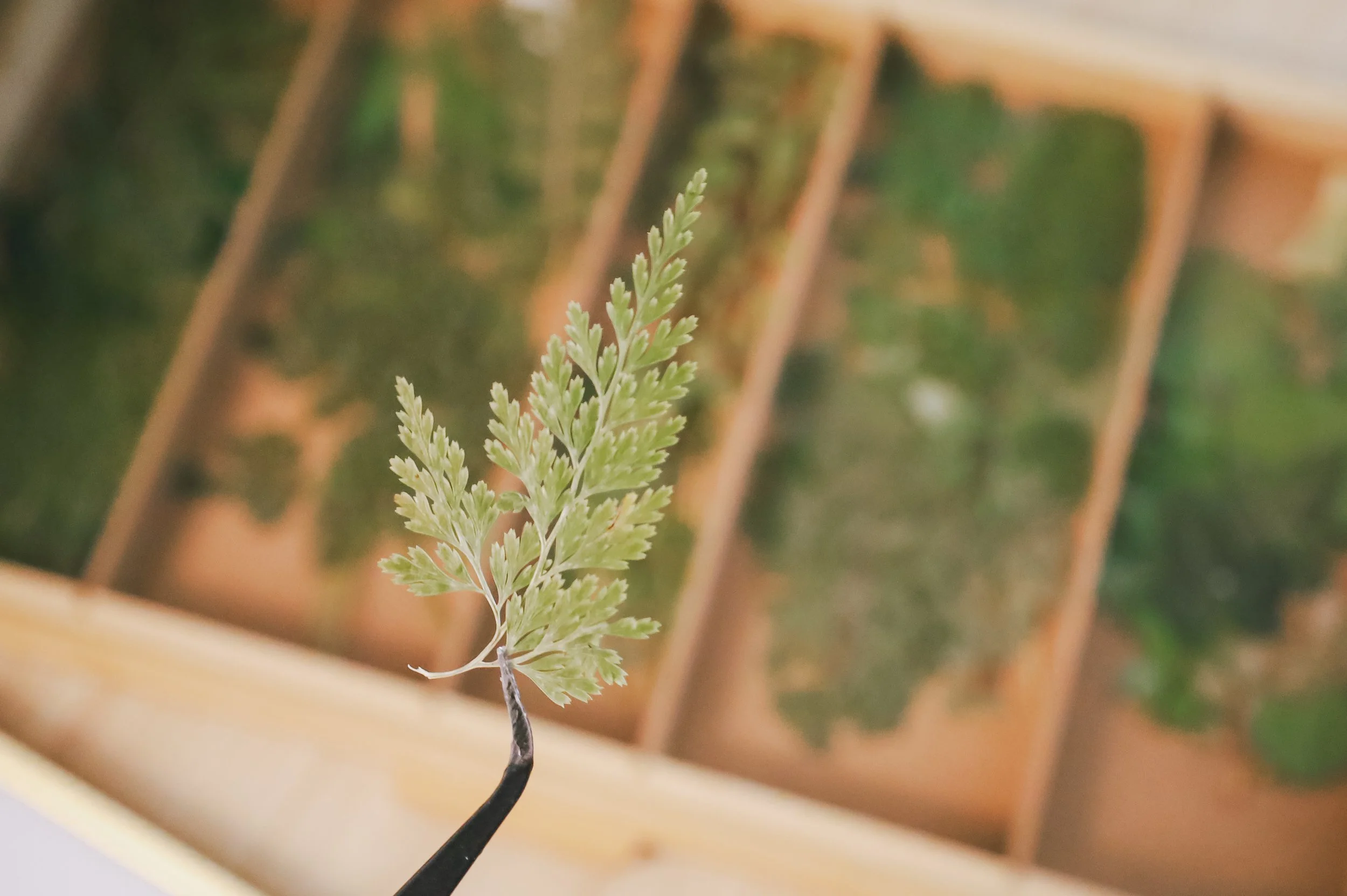 Close-up of a small, green, fern-like plant held by black tweezers, with a blurry wooden box containing similarly patterned green leaves in the background.
