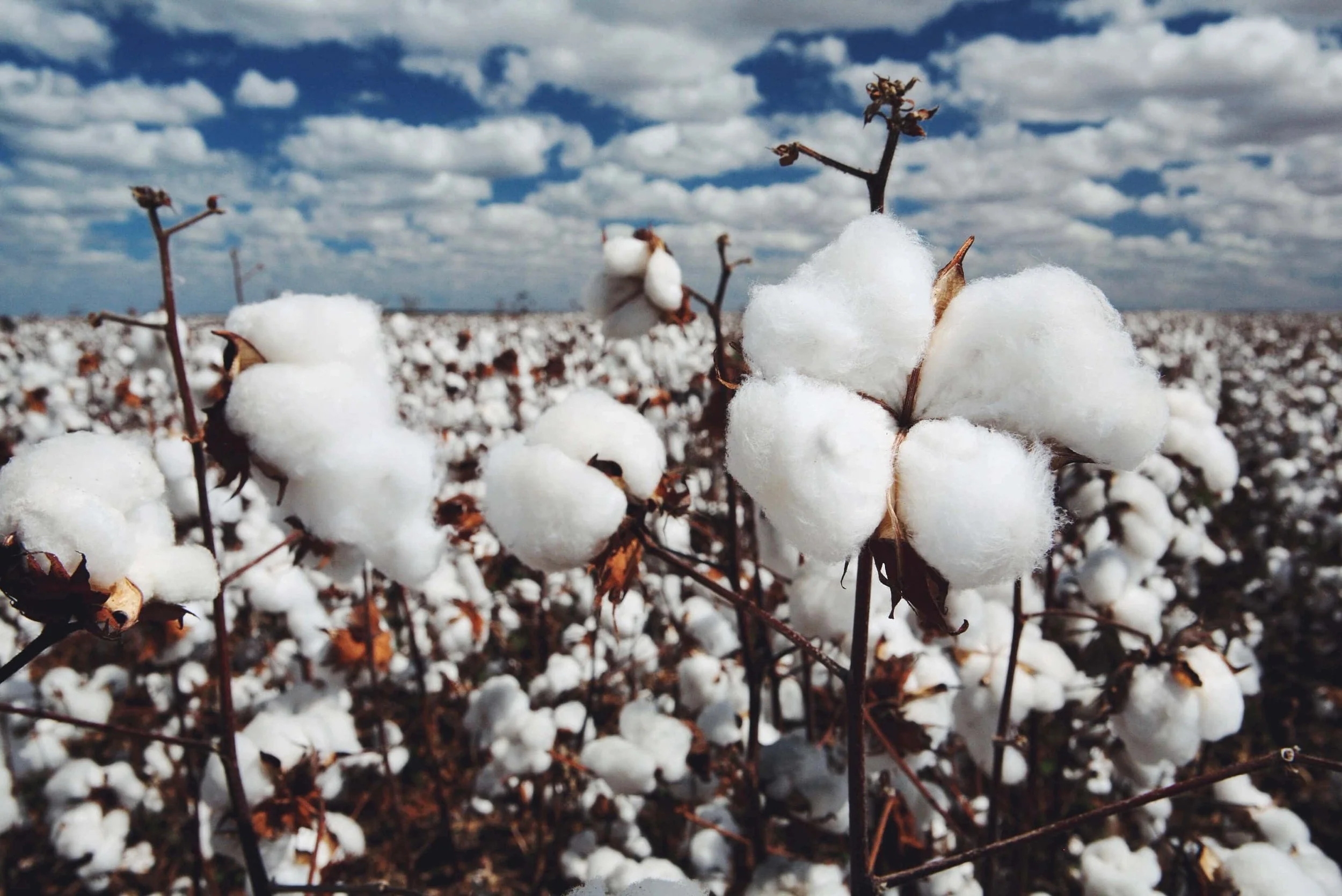 Nancy Mary Kelley(1810-1853) 