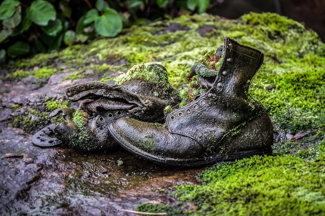 A pair of worn black boots with moss and plants growing on them, resting on a moss-covered log in a damp forest area.