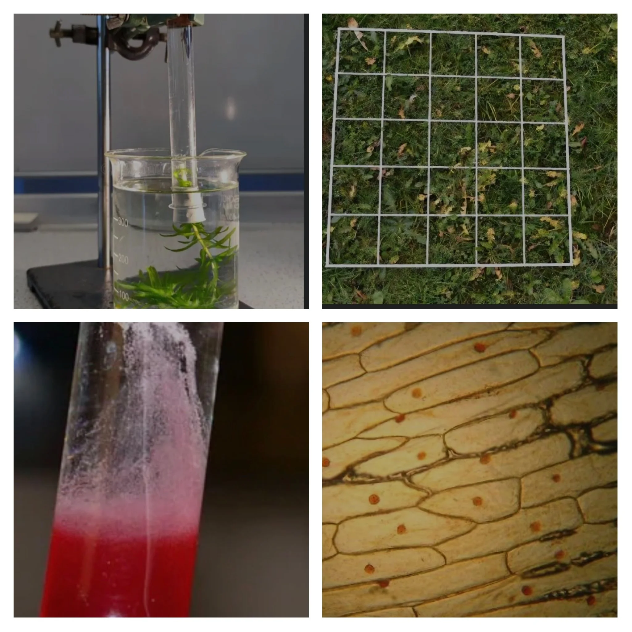 Leaving Cert Biology Revision Masterclass - Mandatory Experiments, Graphs, Calculations & Practical Questions (Copy)