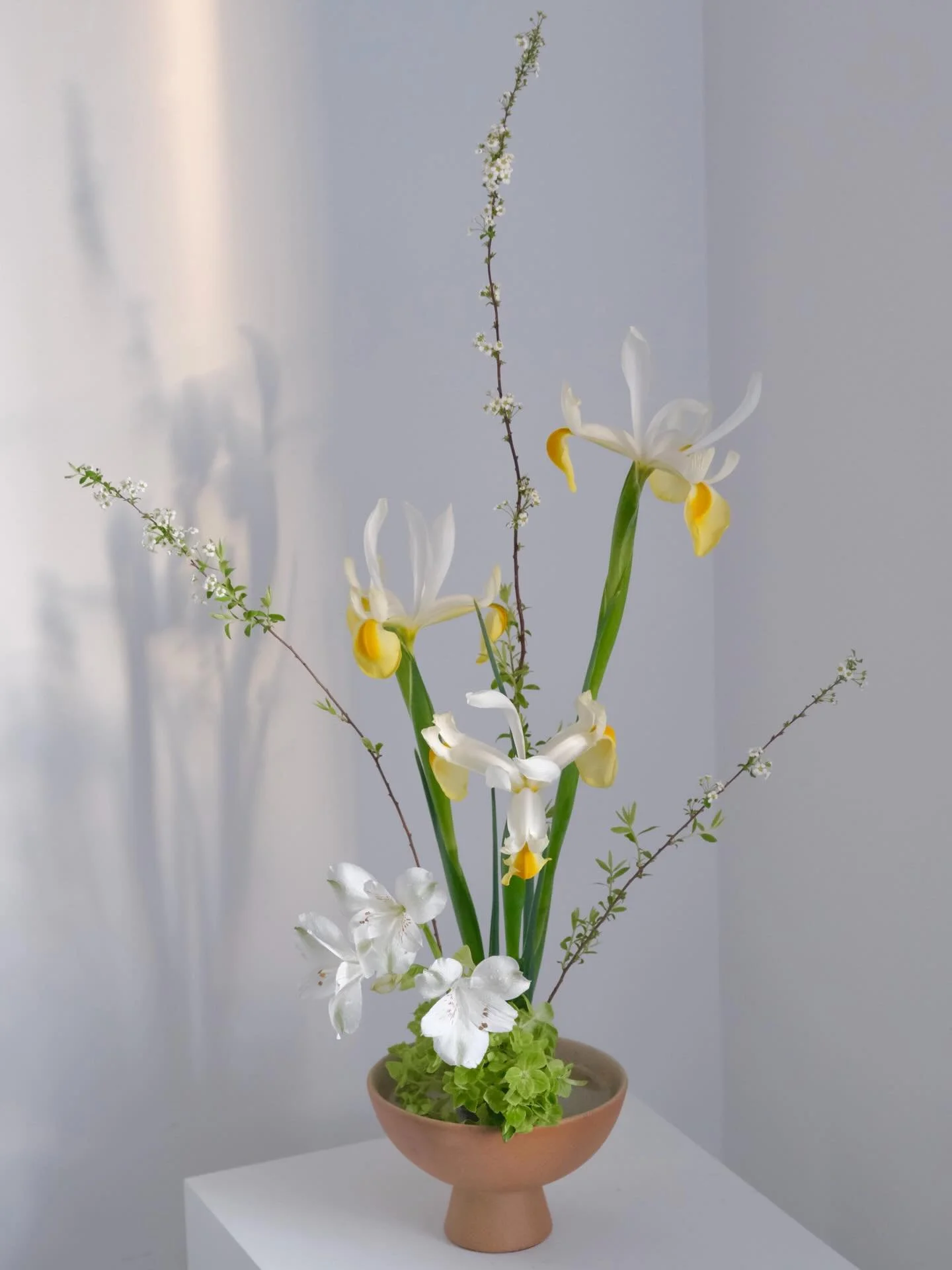 Iris in Spring 🌿
Less is more

#iris #springflower