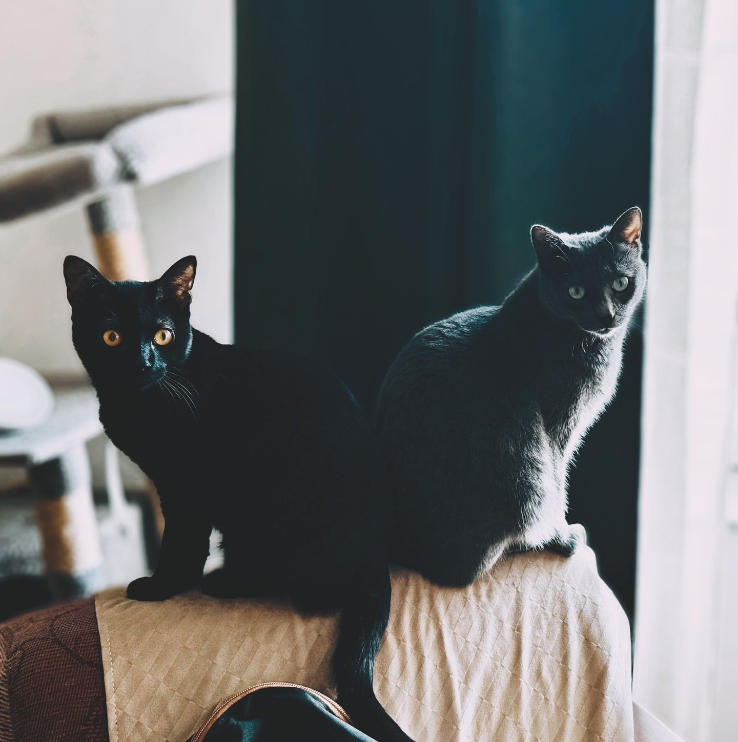 C&acirc;nd voi mai spune că sunt &icirc;n back to back meetings, mă voi referi la genul ăsta de back to back meetings.