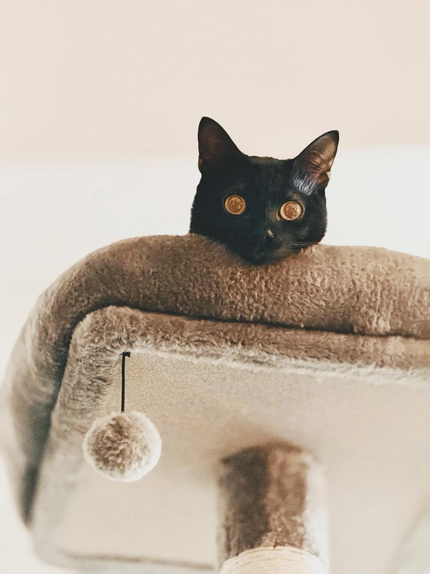 You disrespect the cat, you disrespect the family.