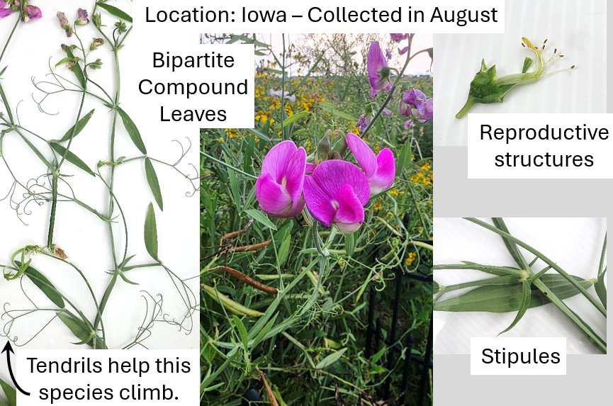 Annotated plant images from the interactive module.