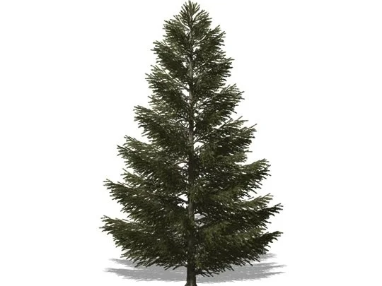 abies_basamifera.jpg