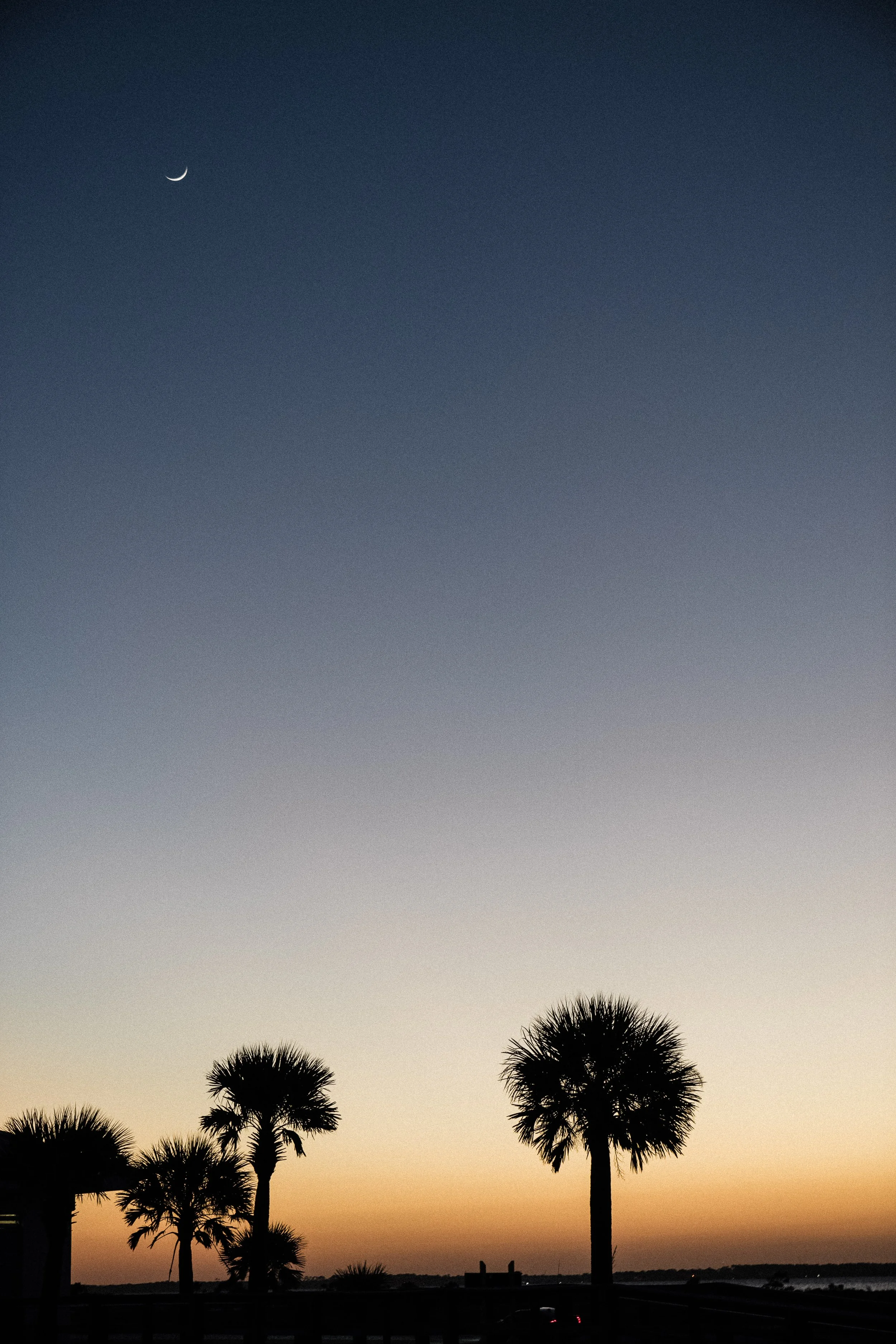 Silhouetted palm trees against a twilight sky with a crescent moon.