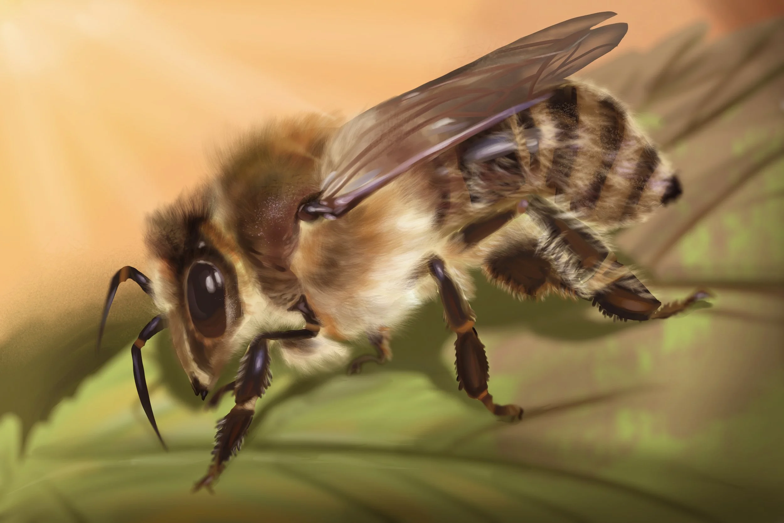 Honey Bee Painting