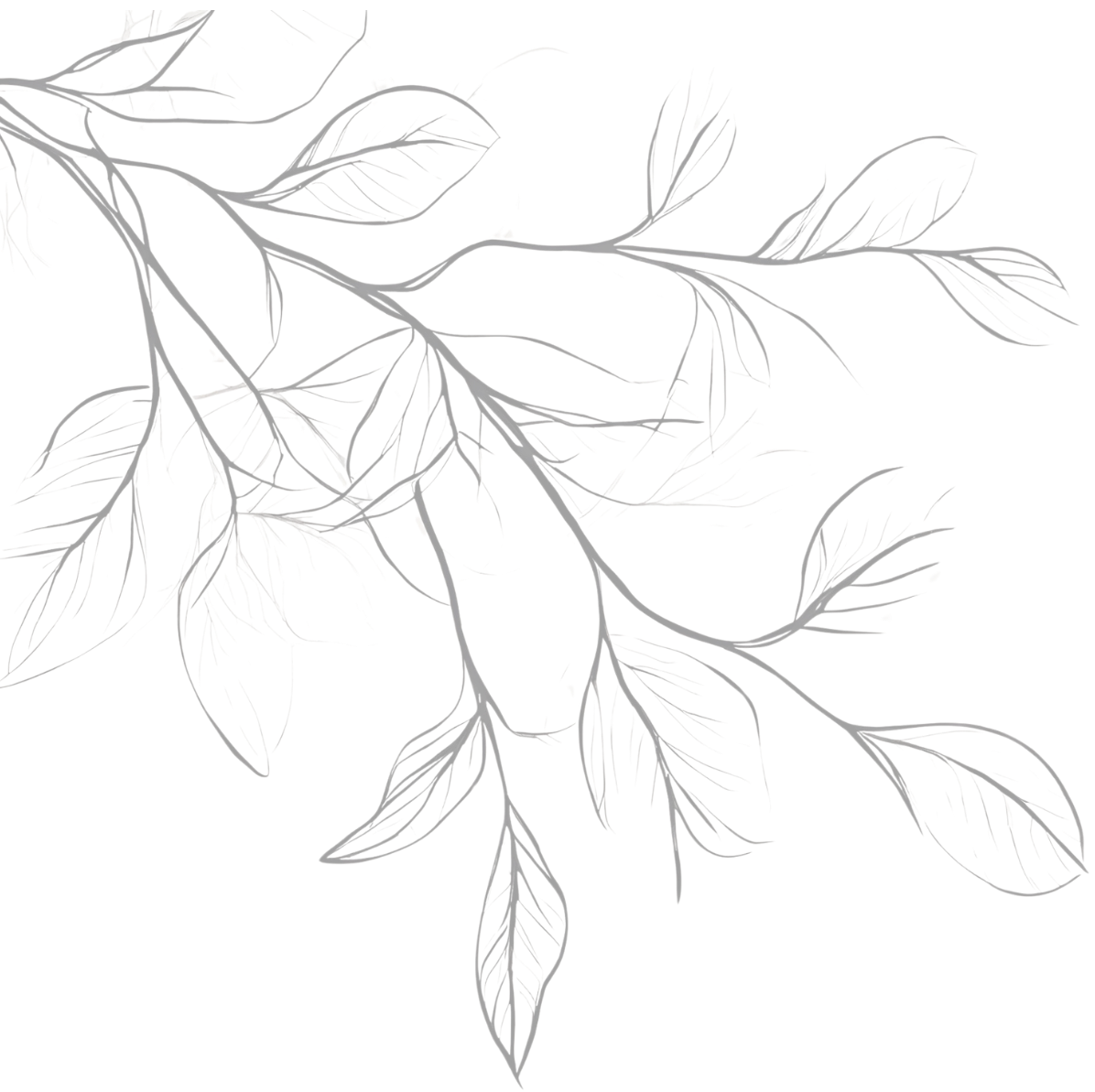 Line drawing of a leafy branch with multiple elongated leaves against a black background.