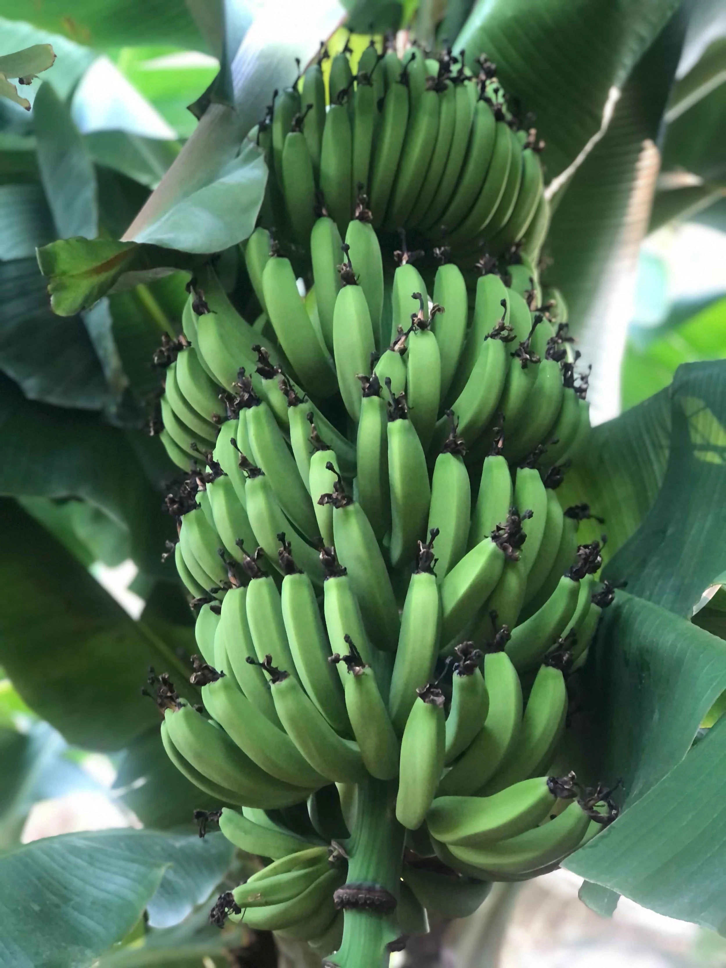 The Orchard of Flavours: A Living Edible Garden Shaping the Future of the Algarve