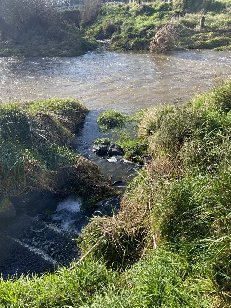 stream, water, grass, drainage, drain, rangiora, canterbury