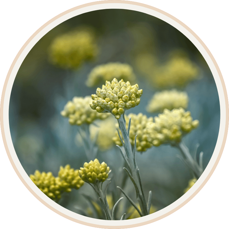 Close-up of yellow curry plant flowers with fuzzy buds and silvery-green leaves against a blurred background.