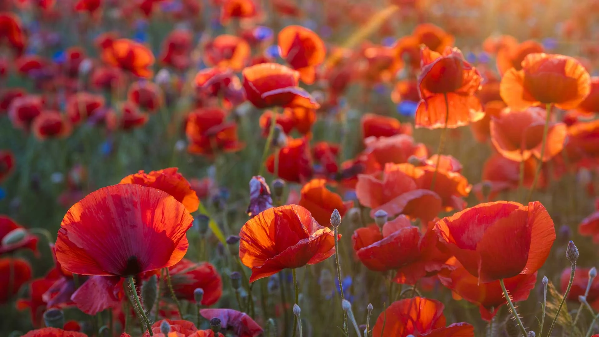 A field of vibrant red poppies illuminated by warm sunlight, with some purple and blue flowers scattered among the poppies.