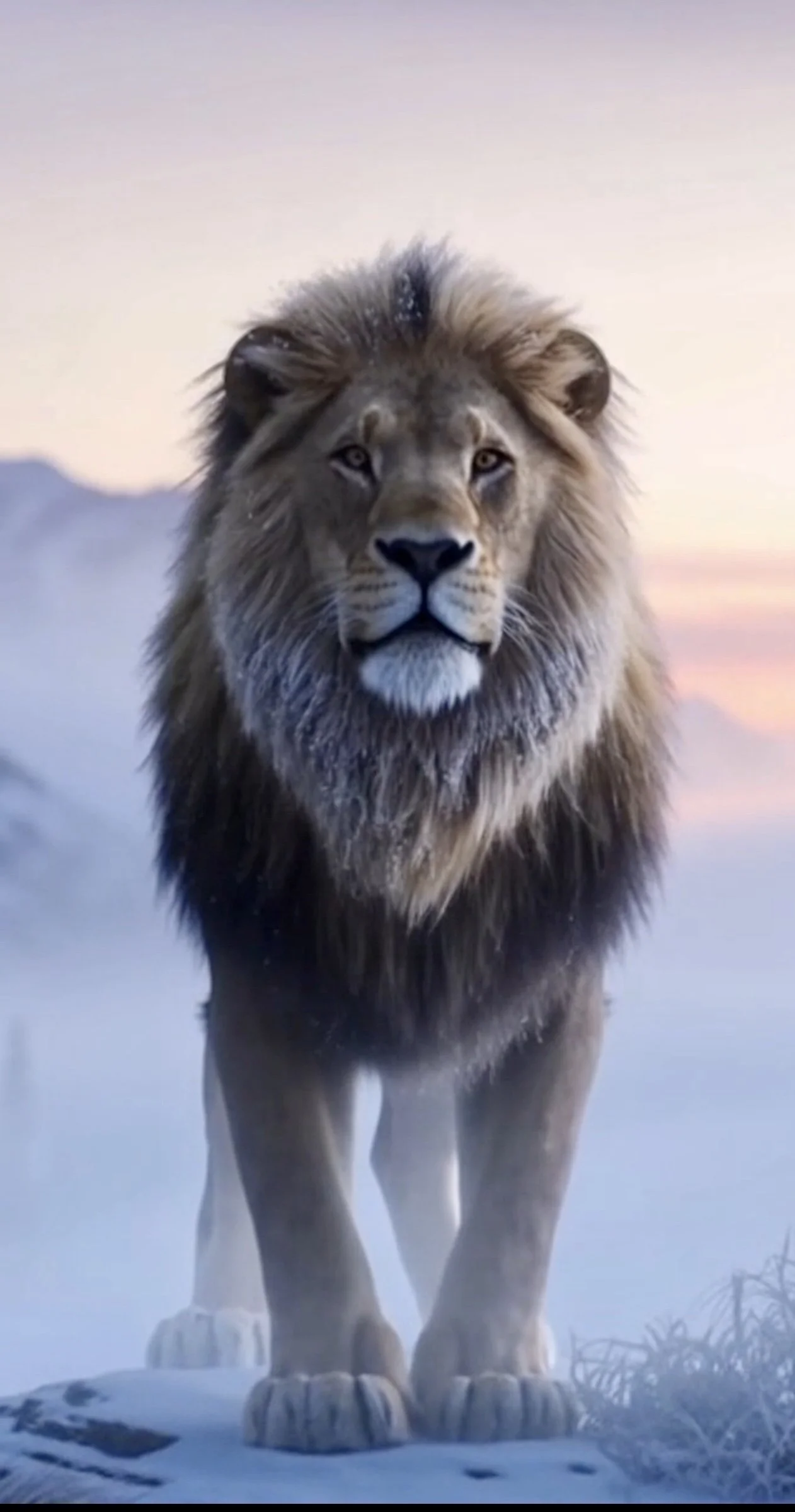 A majestic lion standing on snow with a mountainous background during dawn or dusk.