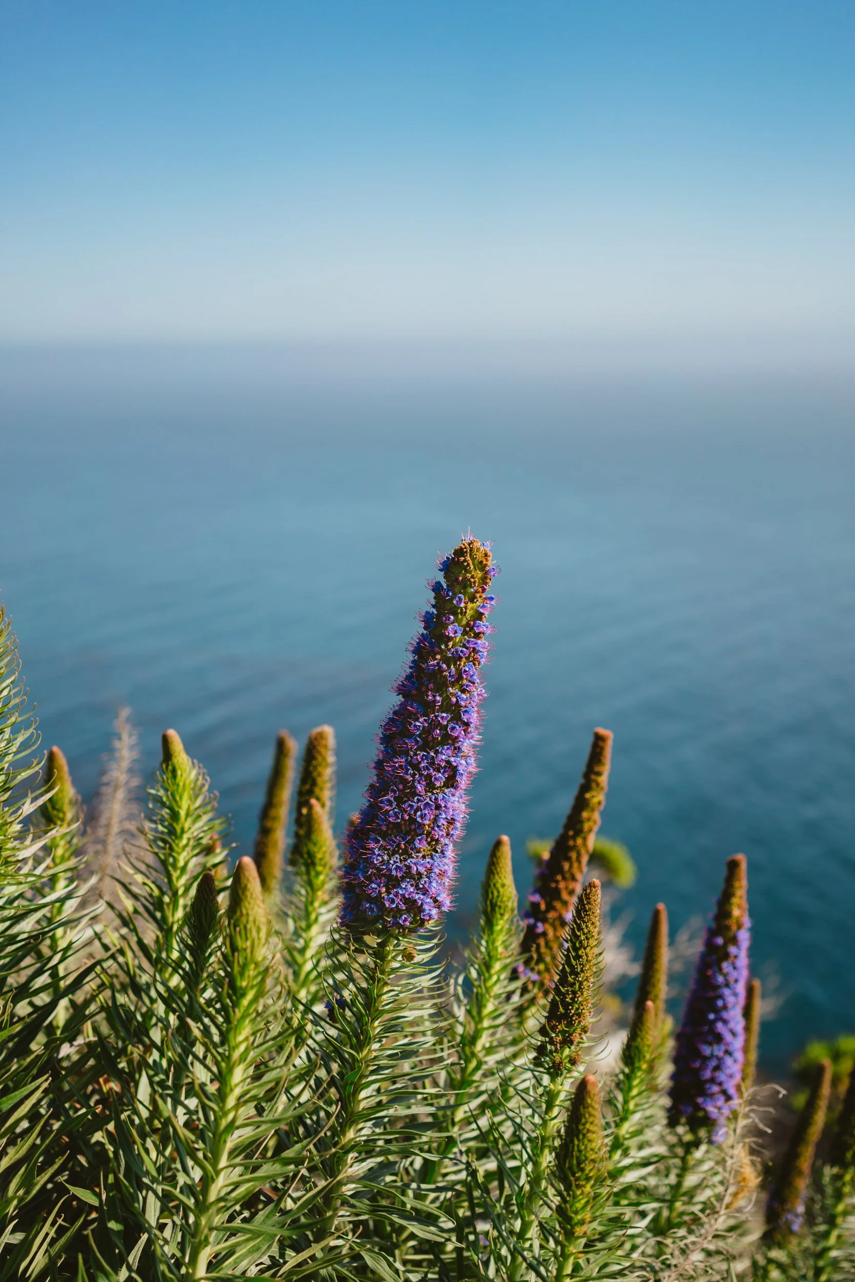 Big Sur Blooms II.jpg