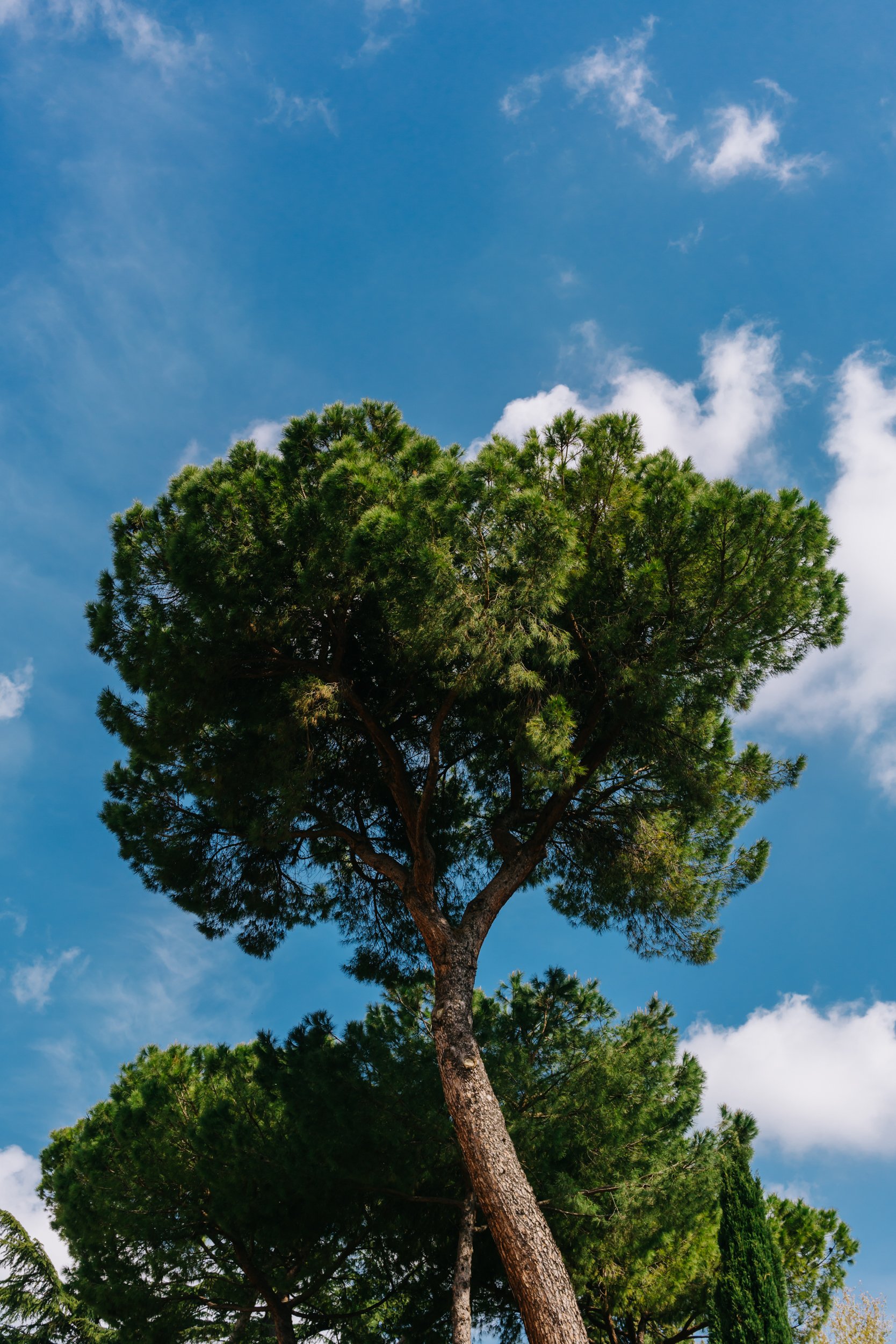 Italian Stone Pine Tree II.jpg