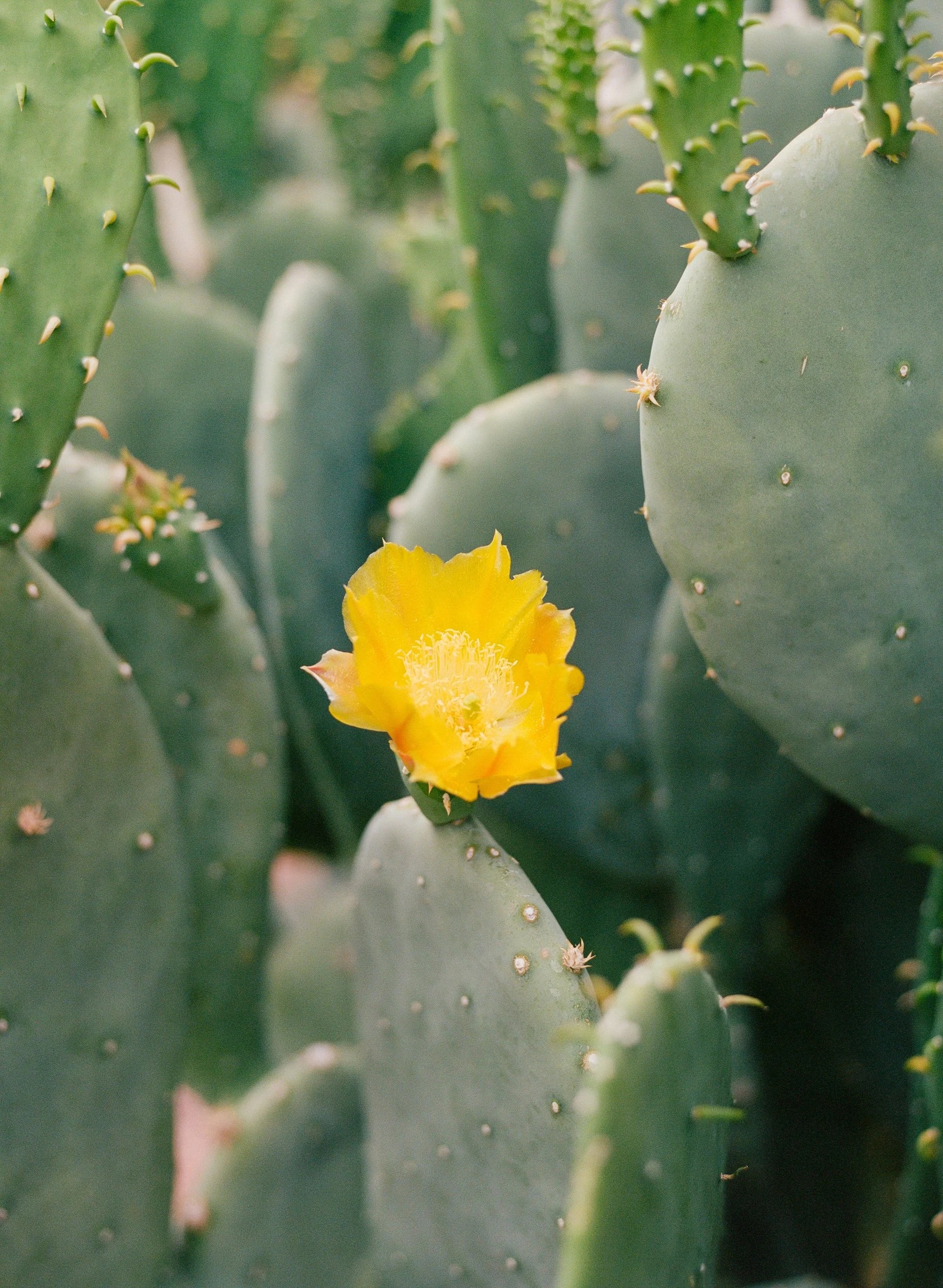 New Mexico Cactus II.jpg