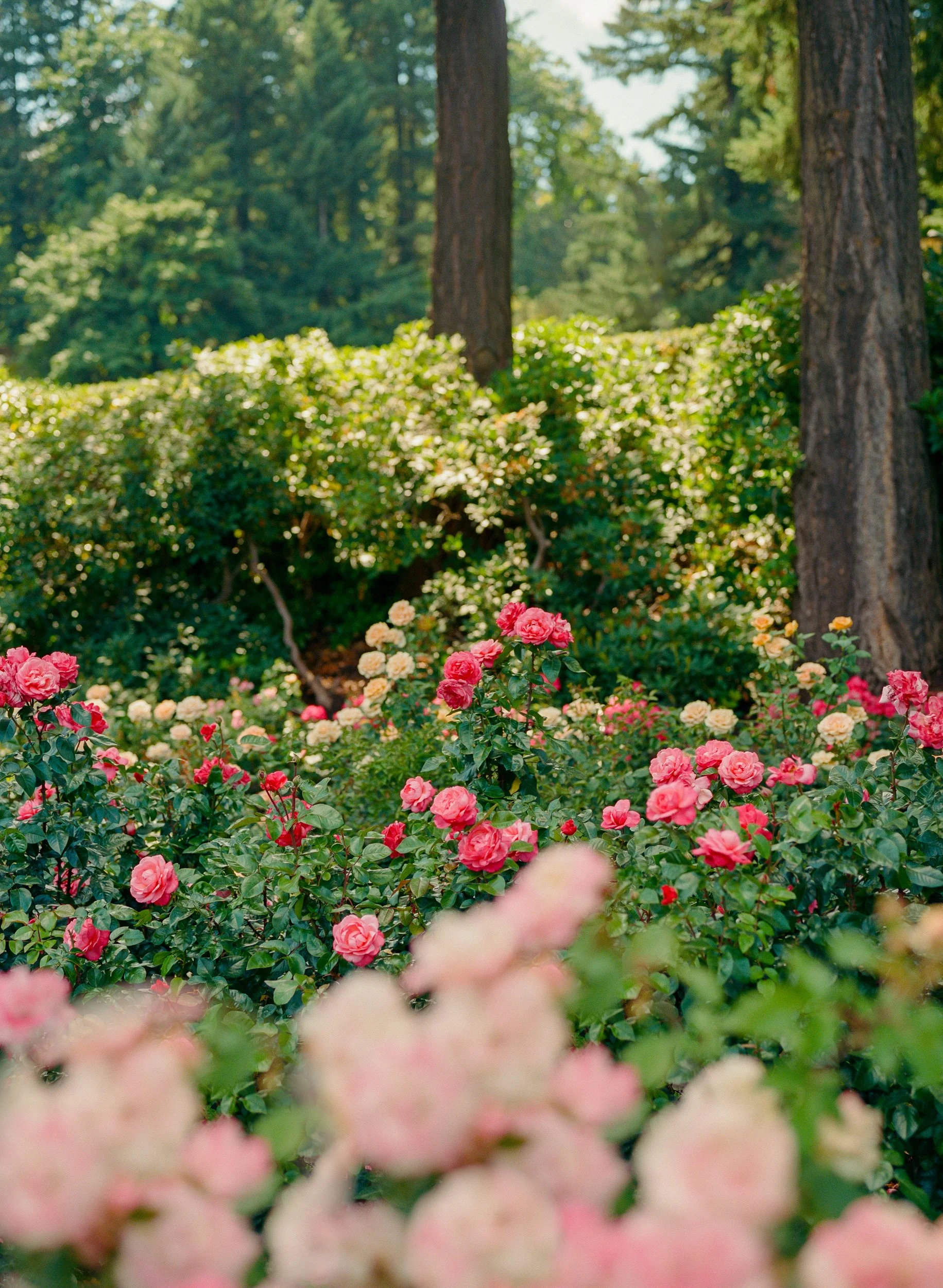Portland Rose Garden.jpg