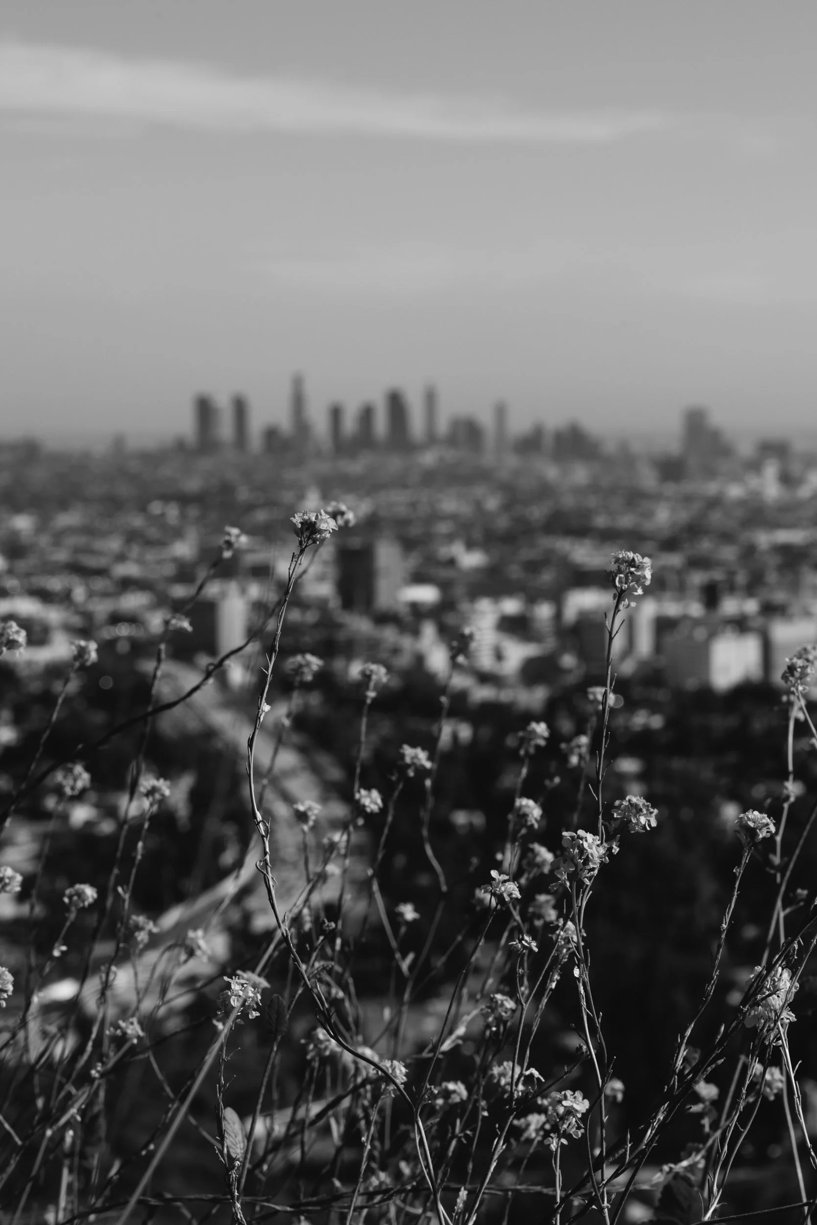 Mulholland View IV.jpg