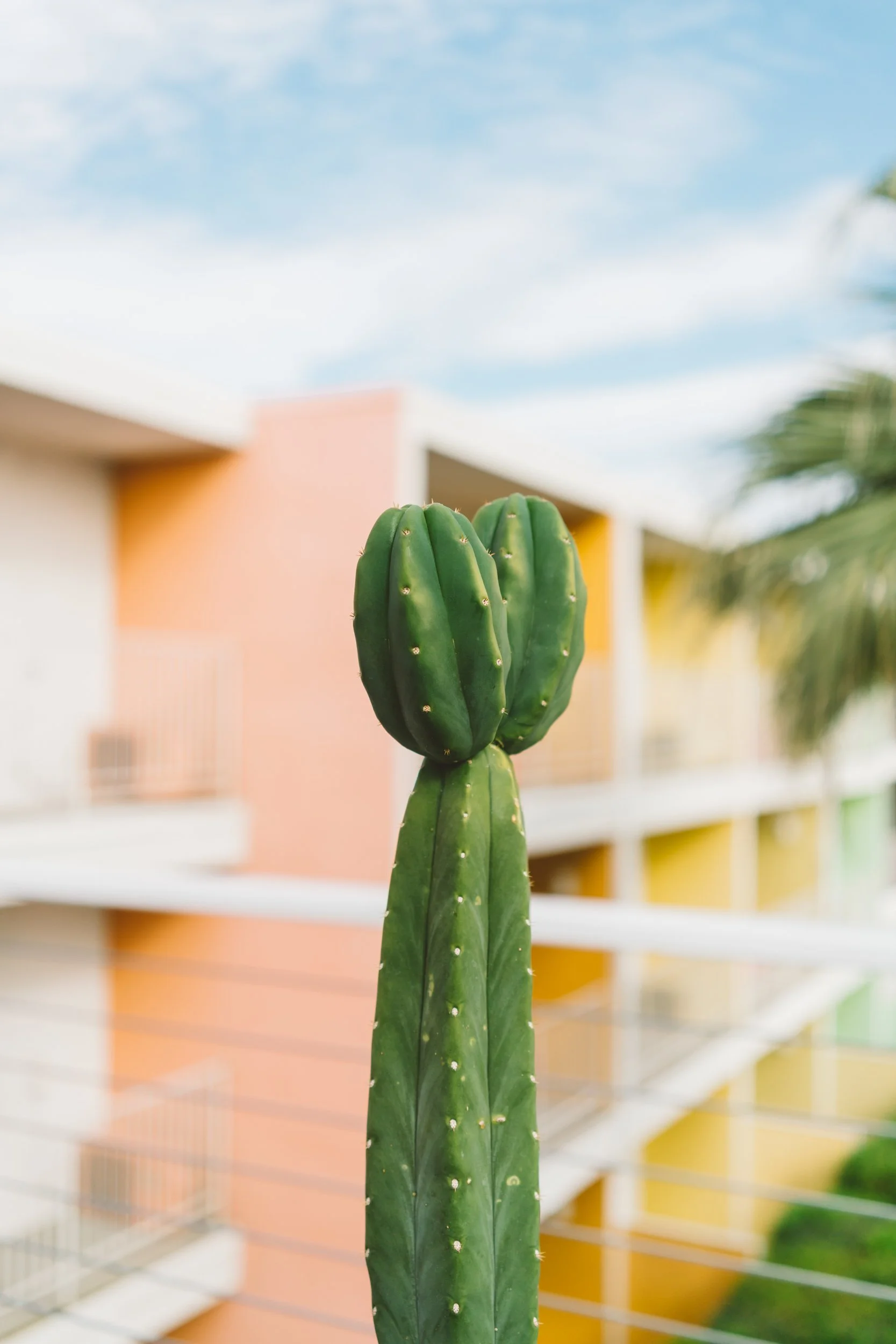 Palm Springs Cactus II.jpg