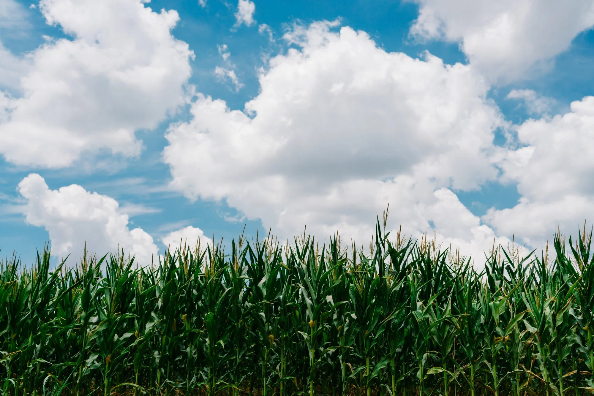 Rural Corn Fields III.jpg